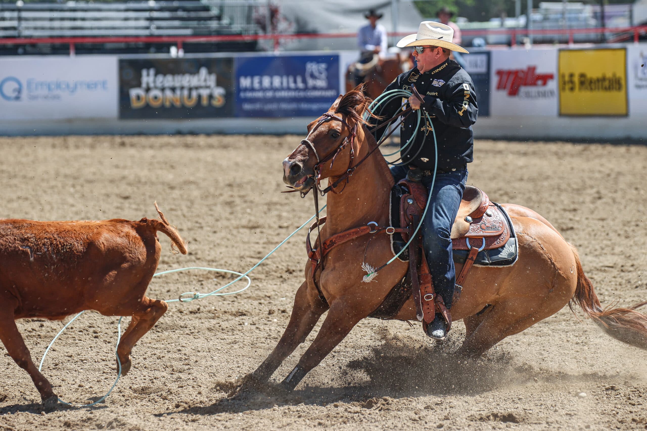 Cowboy on brown horse roping a steer during team roping competition at rodeo arena with sponsor banners visible
