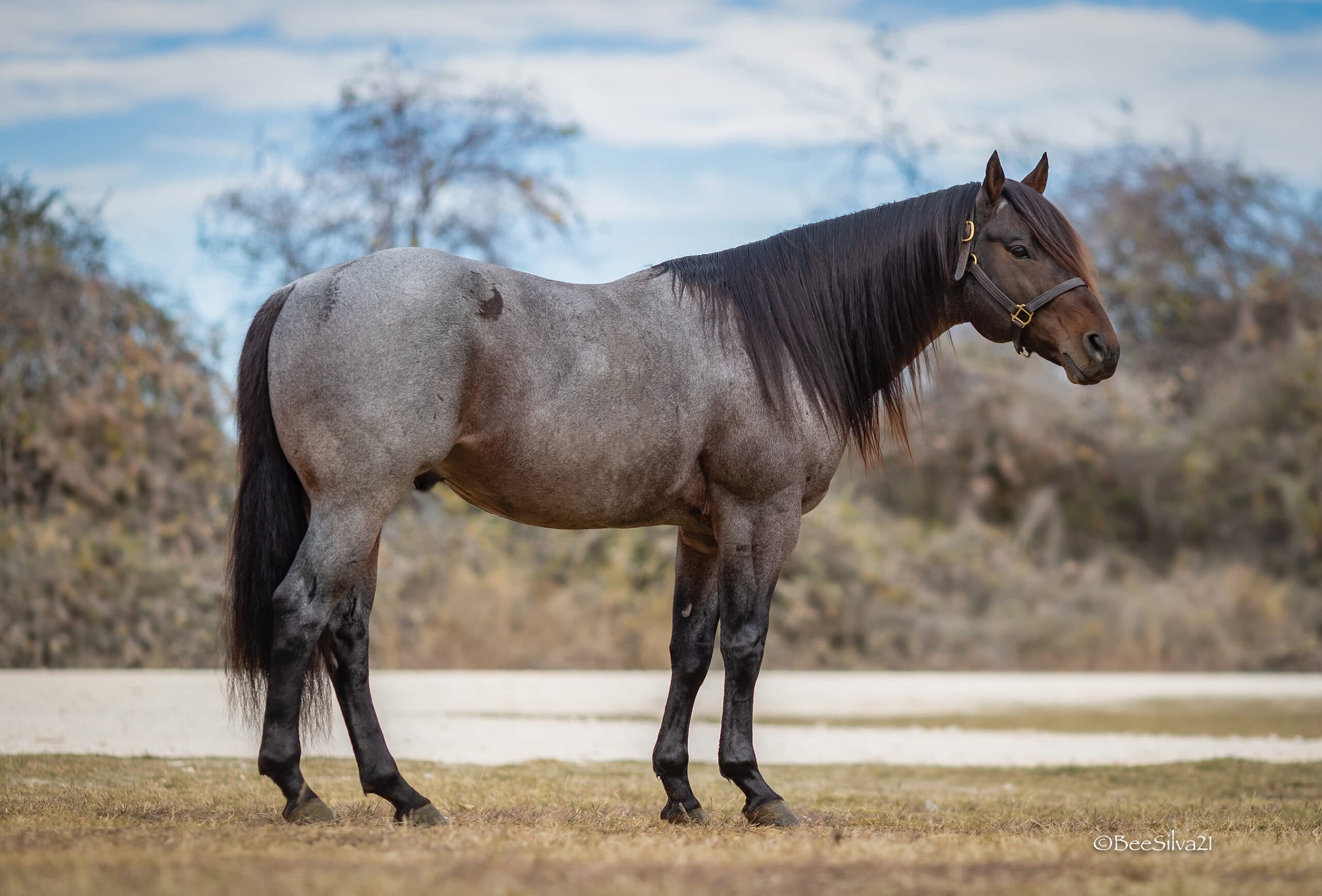 Gray and black mare standing in profile at a ranch with halter and lead rope, trees and water visible in background