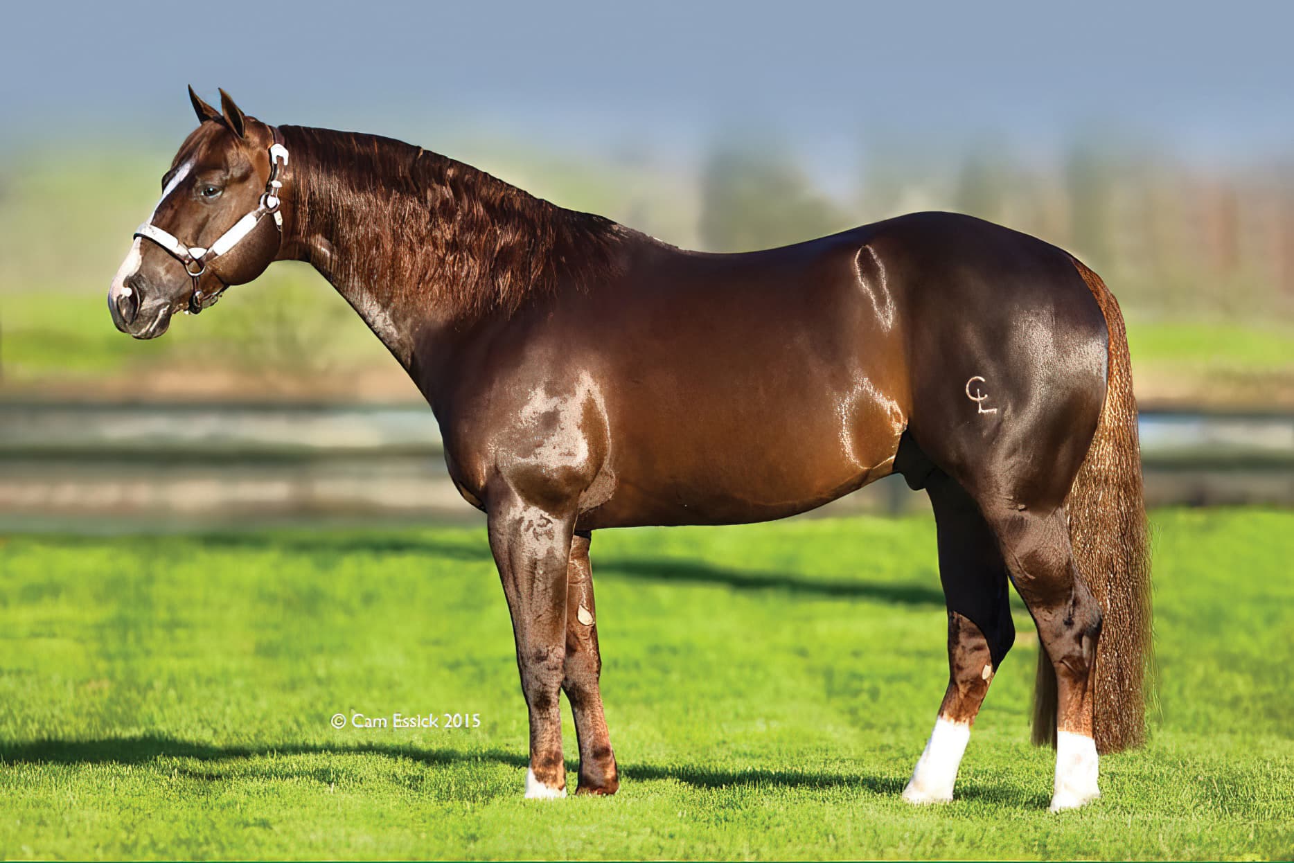 Bay horse with white blaze and white socks standing in profile on green grass, wearing white halter