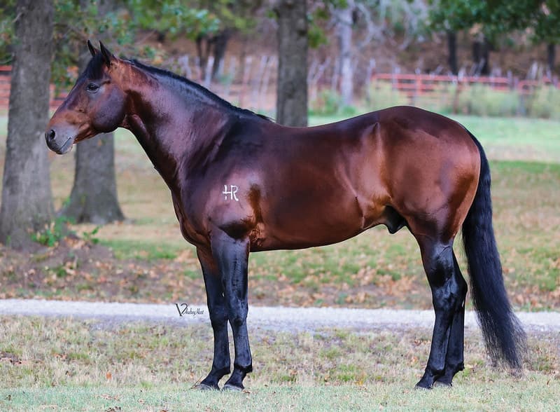 Dark bay horse standing in profile at a ranch, branded with "HR" on its side