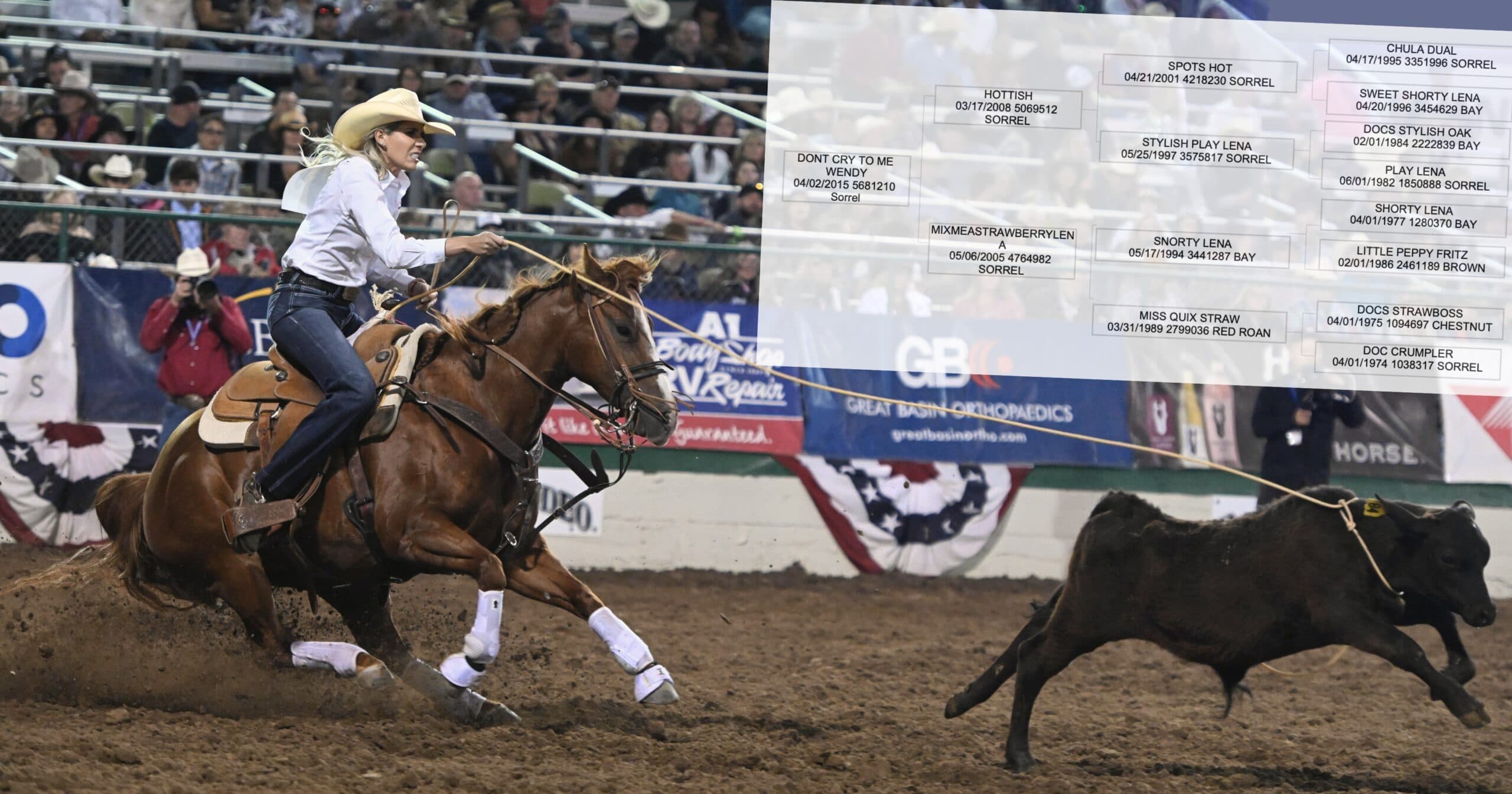 Breakaway roper in a white shirt and straw hat rides a sorrel horse after a calf, with a pedigree chart overlaid