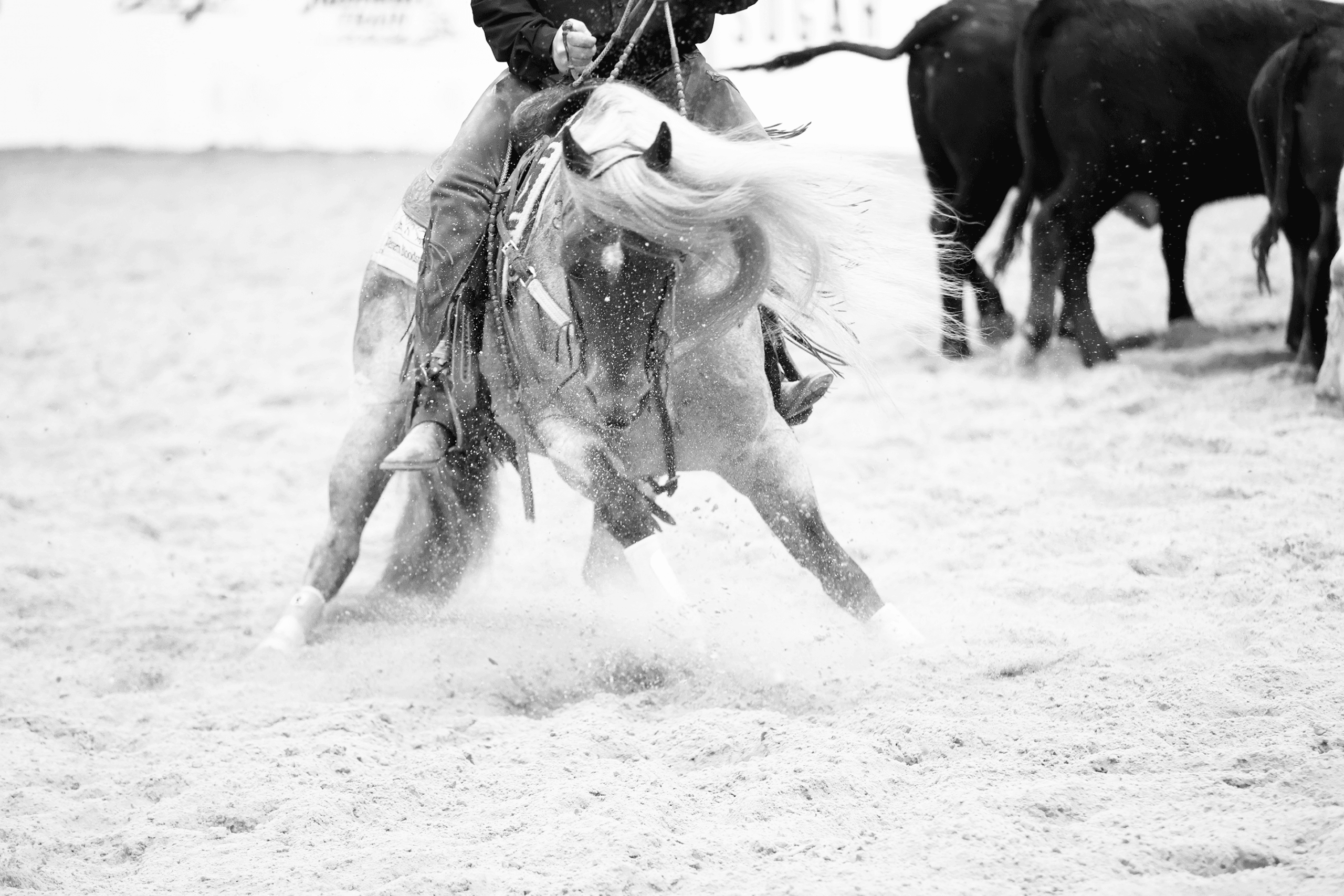 Black and white shot of a cutting horse dropping low and spraying dirt as its rider works cattle in the arena