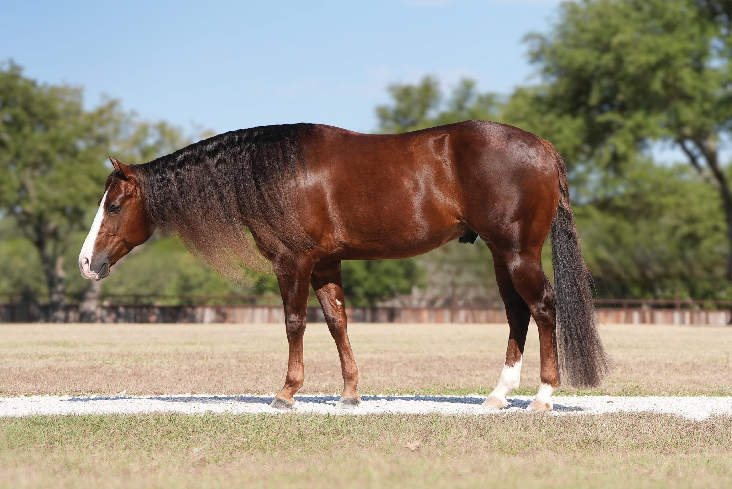 Chestnut horse with white blaze and socks standing square in arena for conformation evaluation