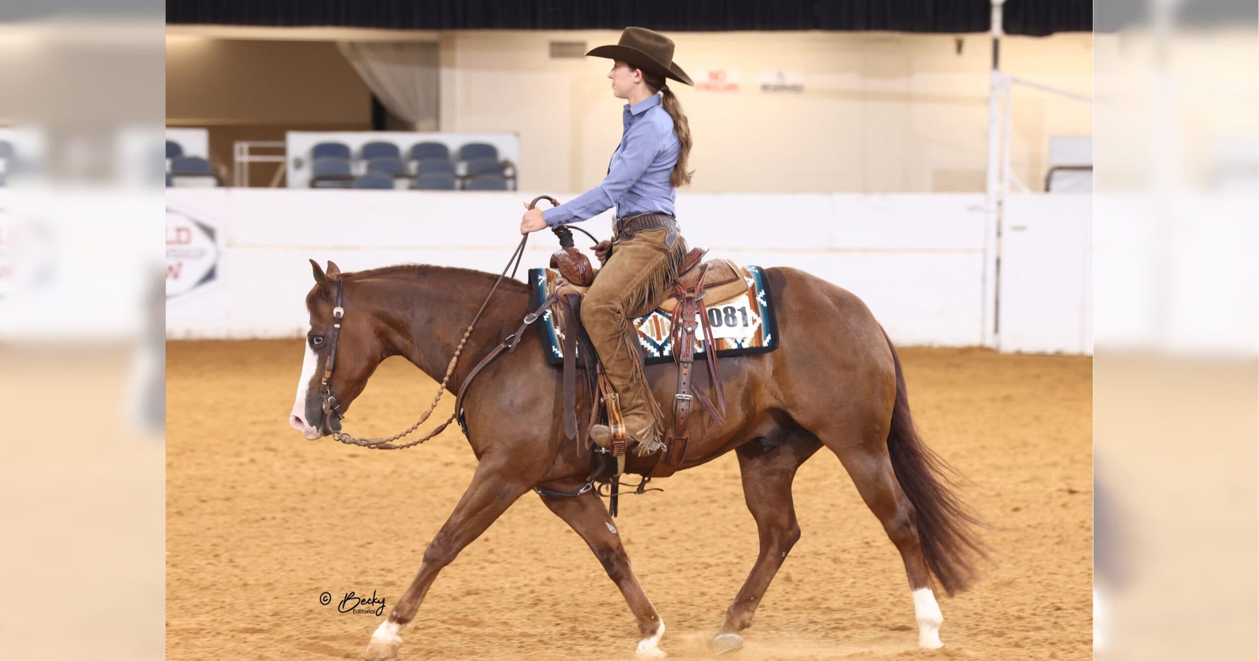 Young rider in cowboy hat, blue shirt and suede chaps shows a chestnut horse at a walk in an indoor arena
