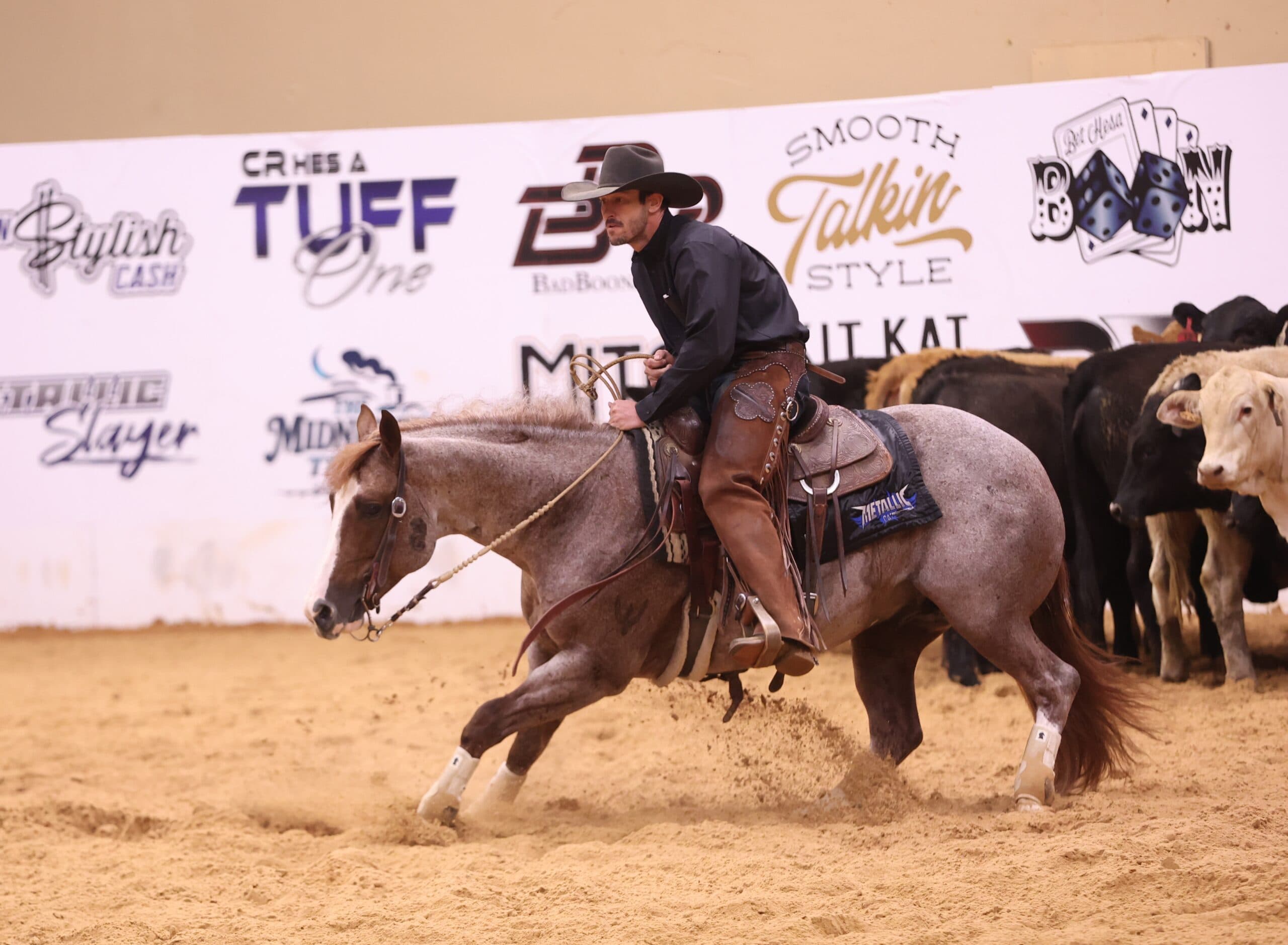 Cutting horse rider in black shirt and leather chaps sits deep as his roan horse stops hard in the arena dirt beside the cattle herd