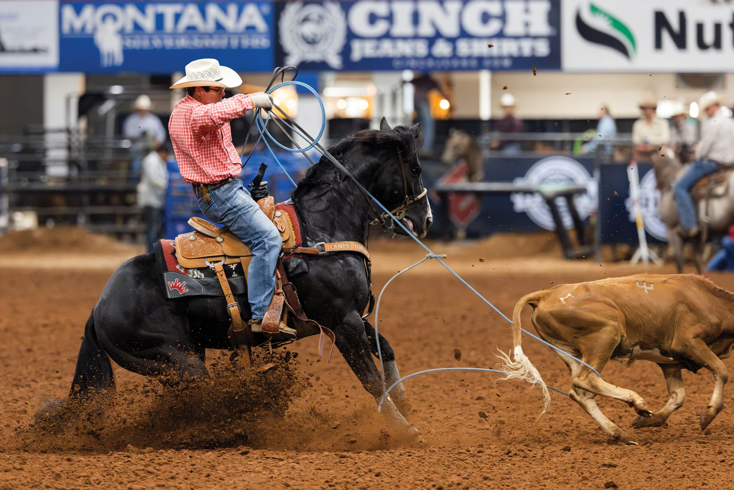 Cowboy in a red plaid shirt on a black horse sets his blue rope on a running calf as dirt flies in the arena
