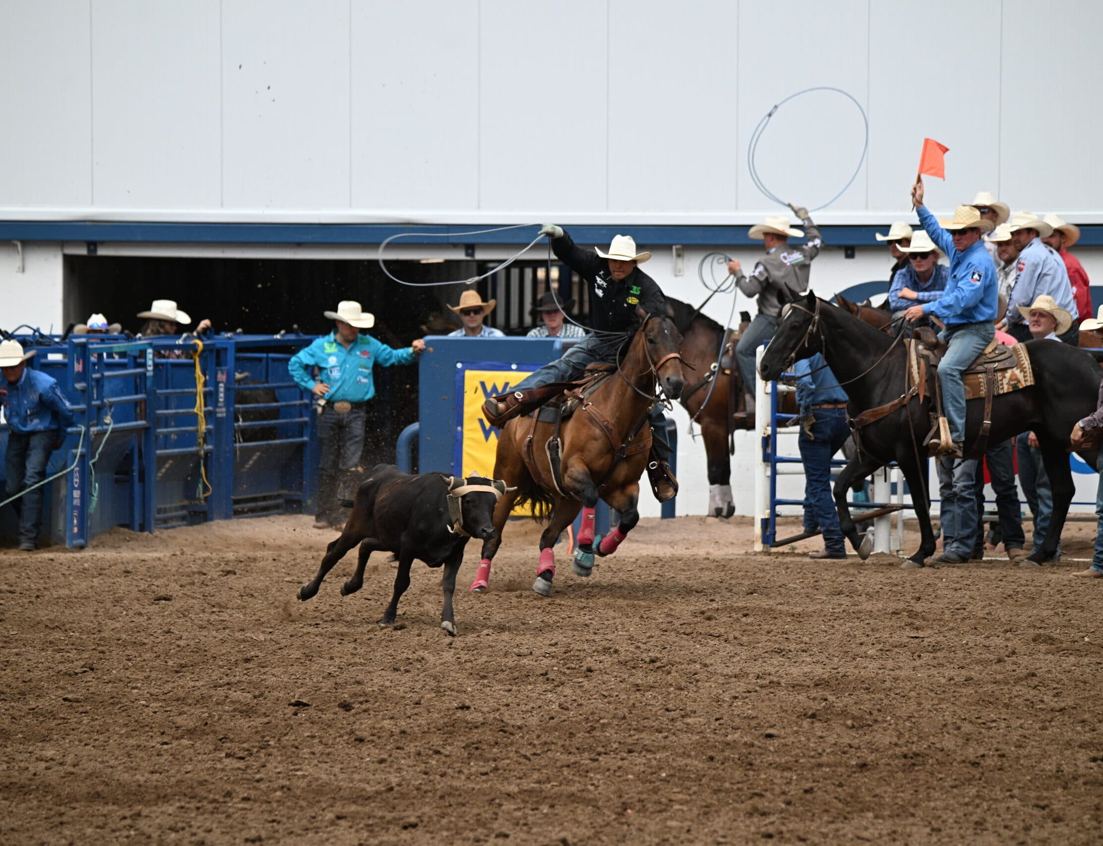 Cowgirl on horseback swings a rope while riding toward a steer in a rodeo arena, with spectators and officials watching from the sidelines