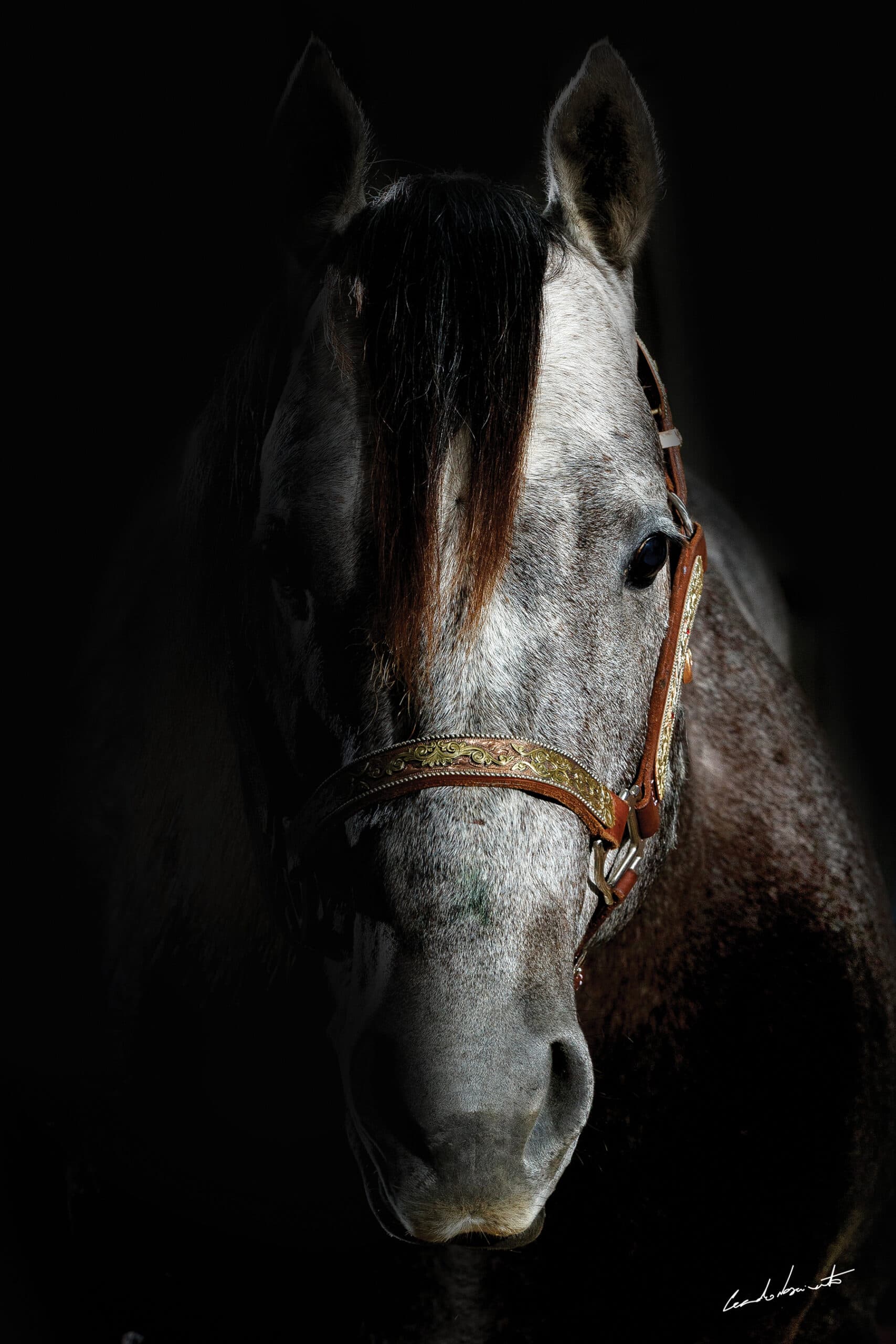 Gray horse in a leather halter with ornate gold trim stands against a black background, head turned toward the camera