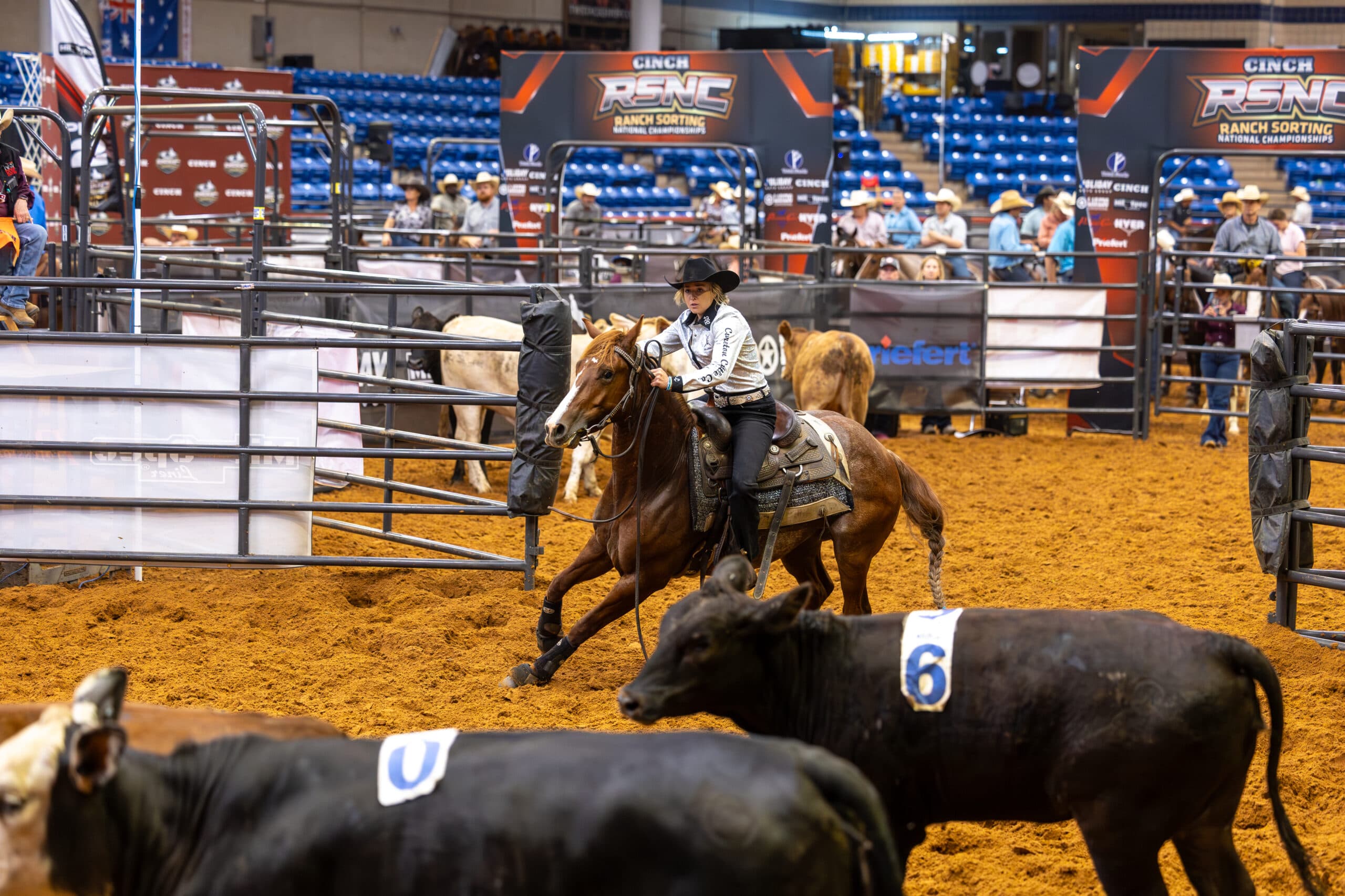 Cowgirl in black hat and silver shirt slides her sorrel horse to a stop while working numbered cattle at a ranch sorting arena