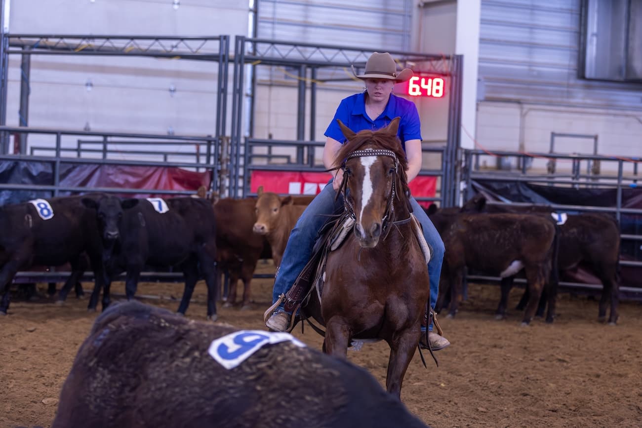 Rider in a blue shirt and tan cowboy hat works a sorrel horse toward a numbered steer during a ranch sorting run