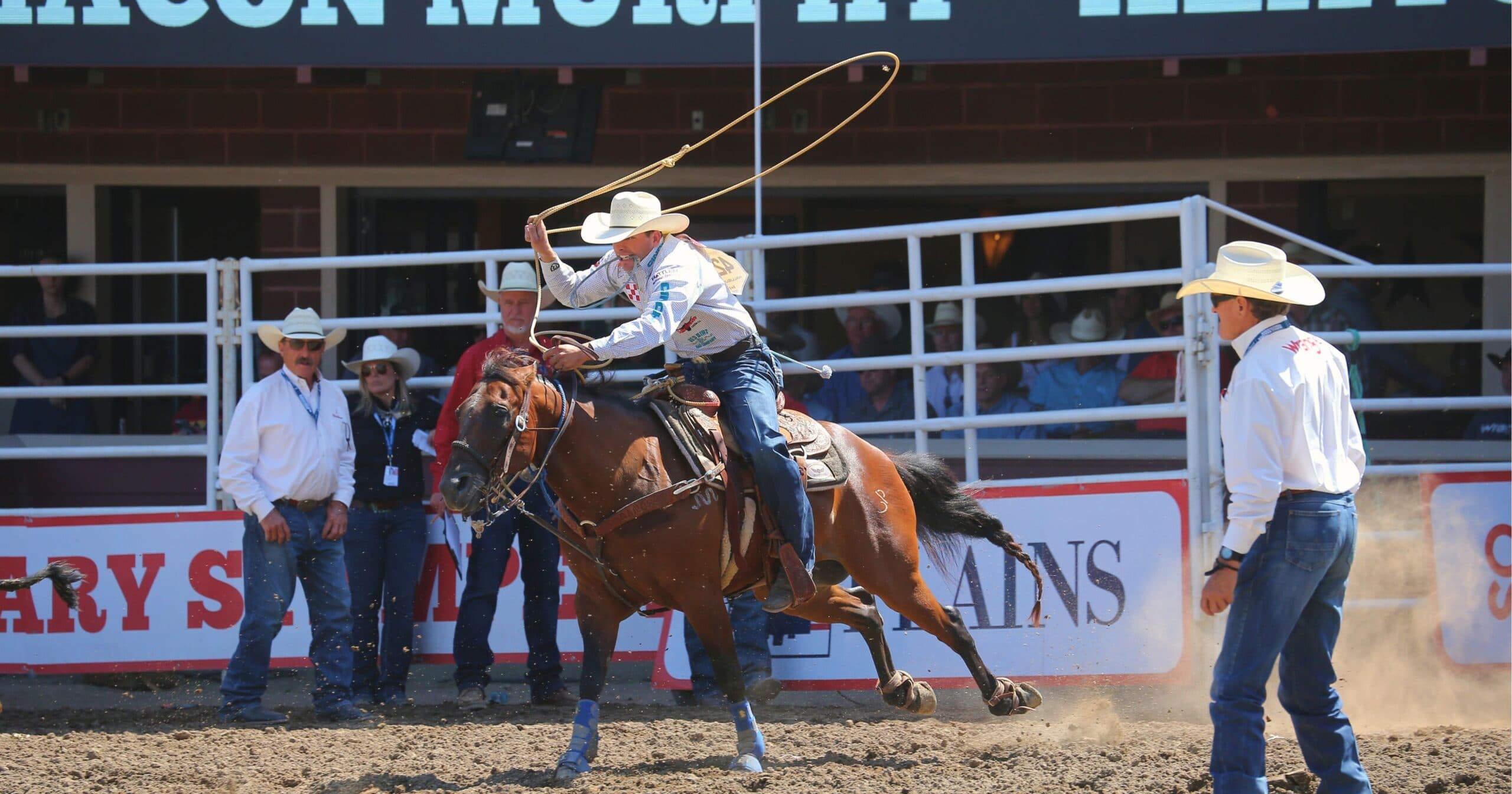 Tie-down roper swings his loop overhead aboard a galloping bay horse as officials in white shirts watch in the arena