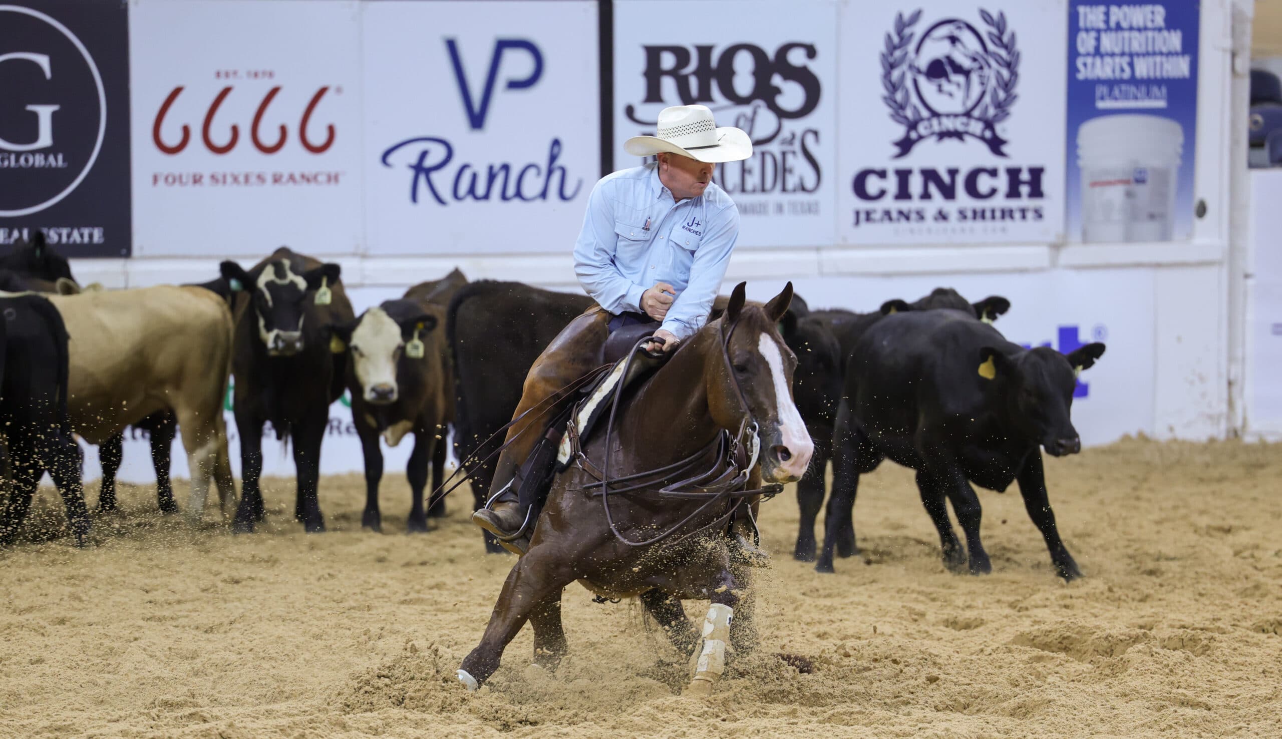 Cowboy in a straw hat and light blue shirt works a black cow on a sorrel horse in a cutting arena with sponsor banners behind