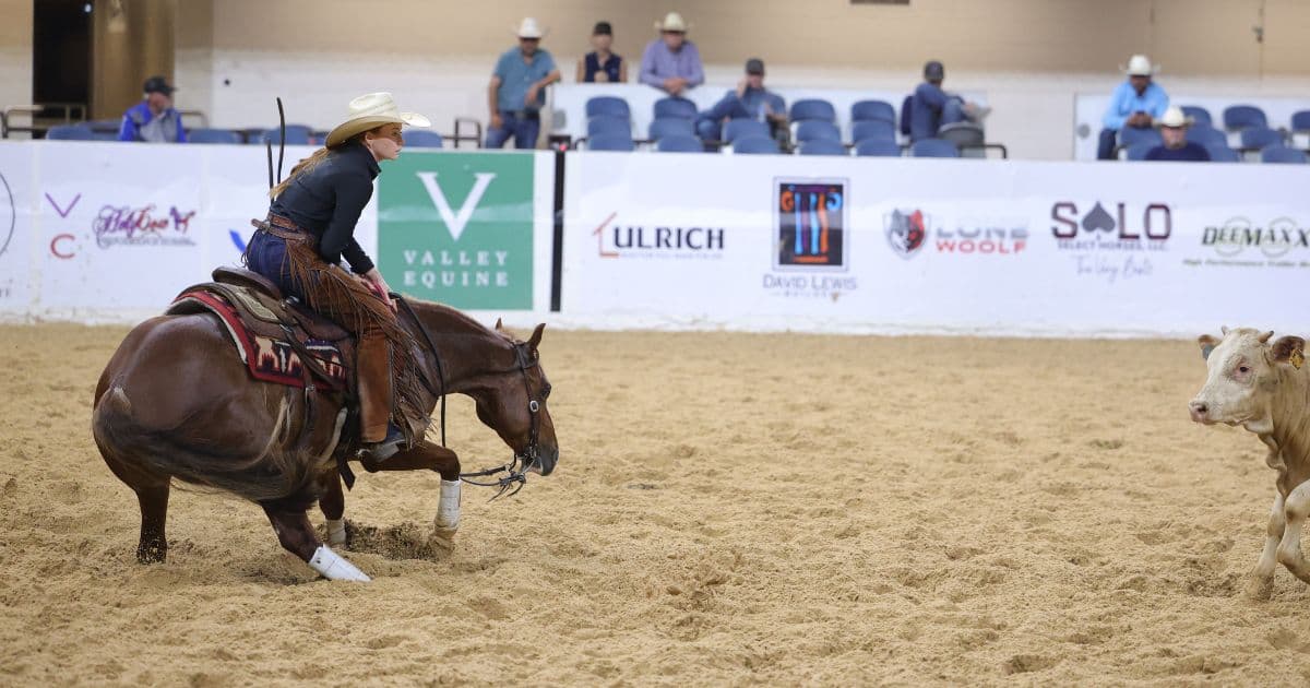 Cutting horse rider in cream cowboy hat and chaps sits deep as her sorrel drops low to hold a cow in the arena