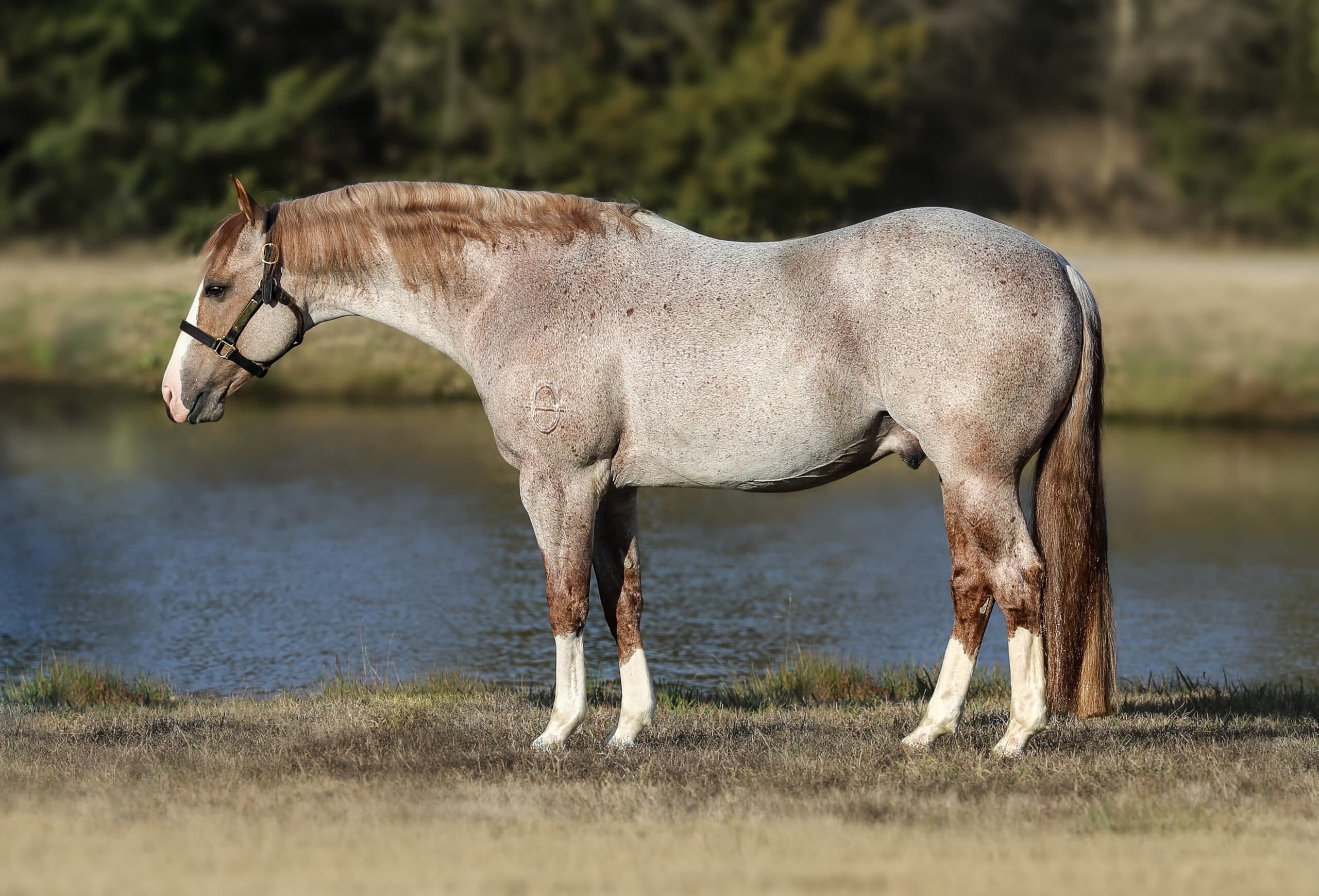Palomino horse with white blaze and socks standing in profile near water, wearing halter and lead rope
