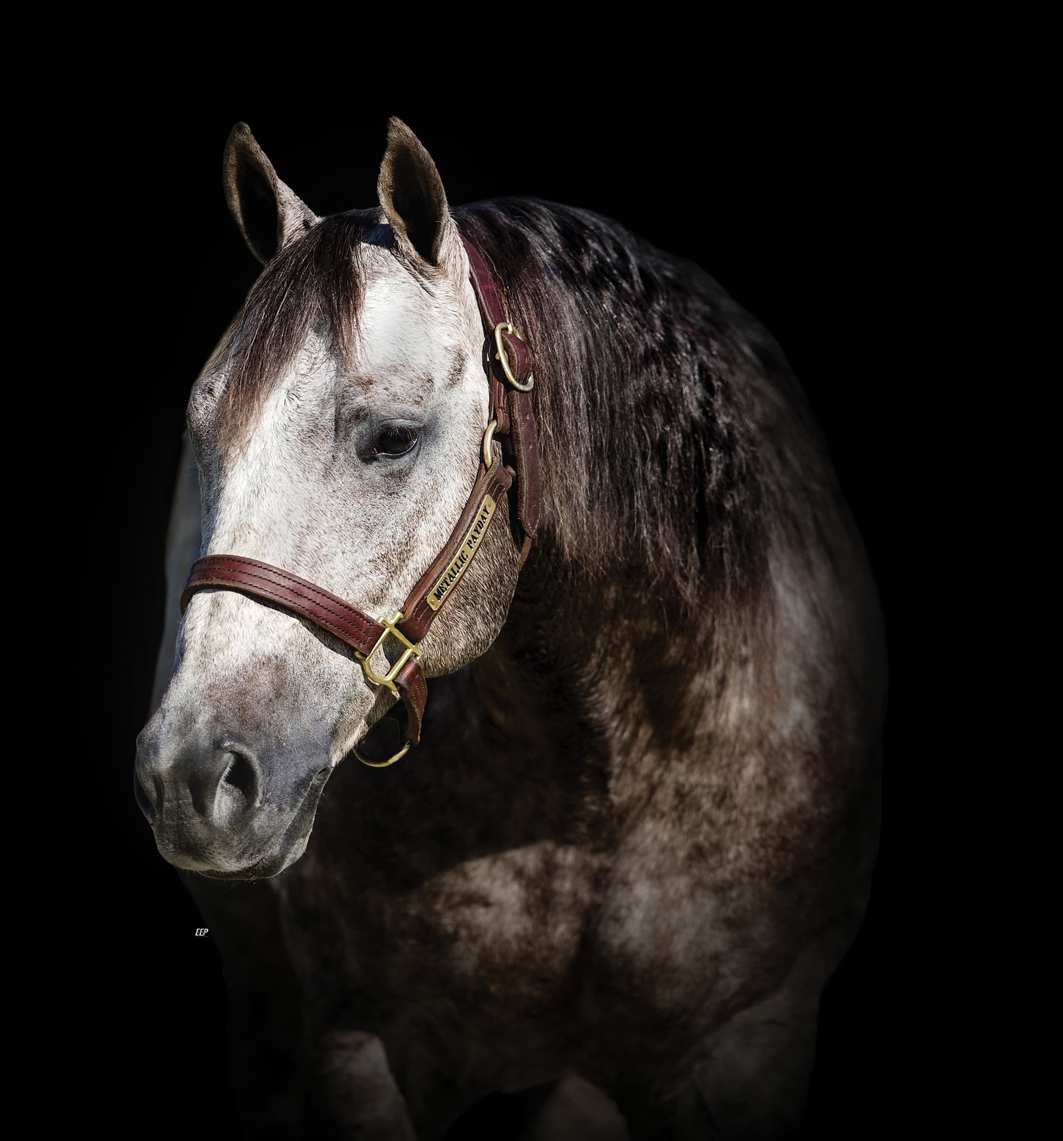 Dappled gray stallion in a leather halter with an engraved brass nameplate, posed against a black background