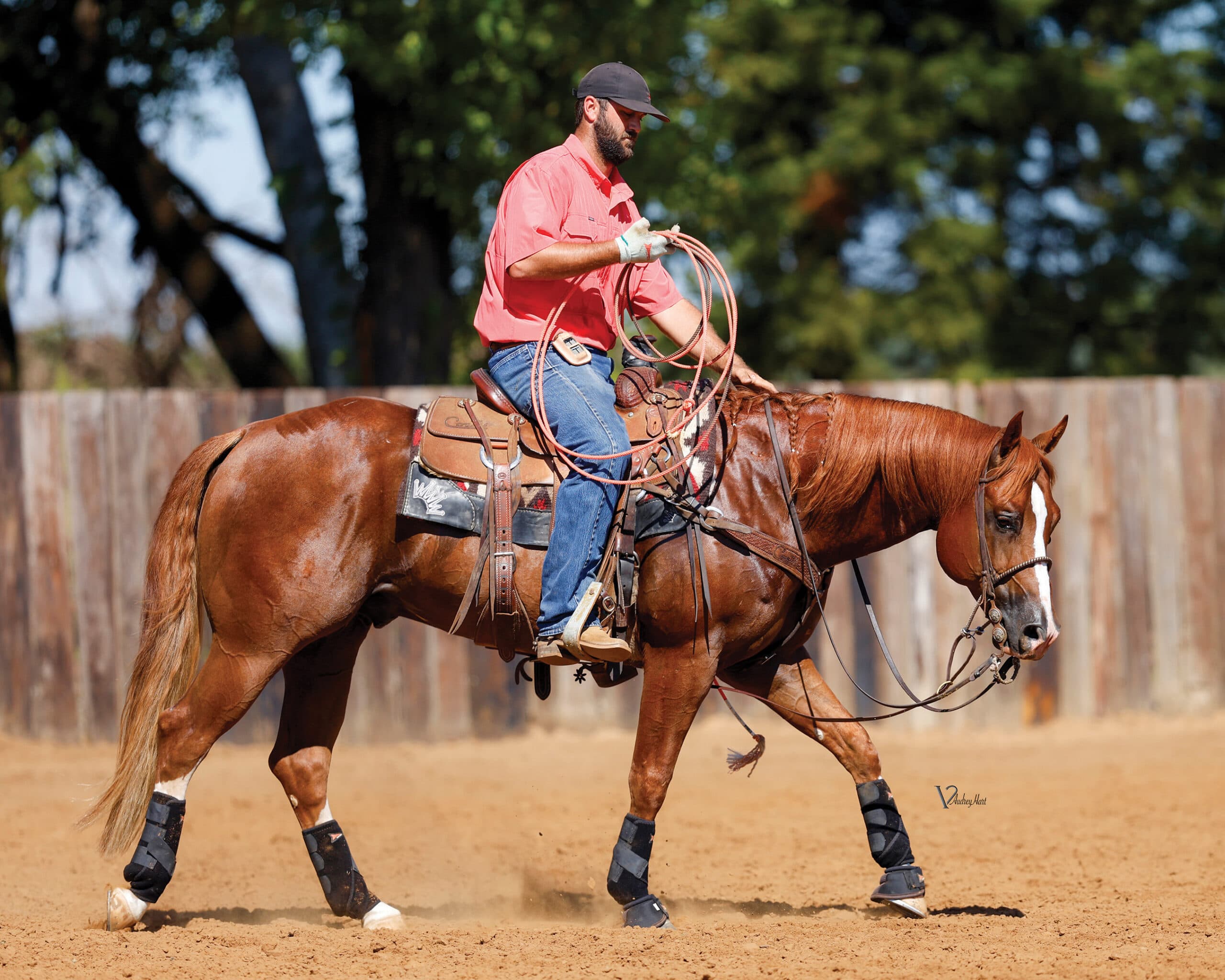 Cowboy in pink shirt holding coiled rope while mounted on chestnut horse in arena, prepared for roping event
