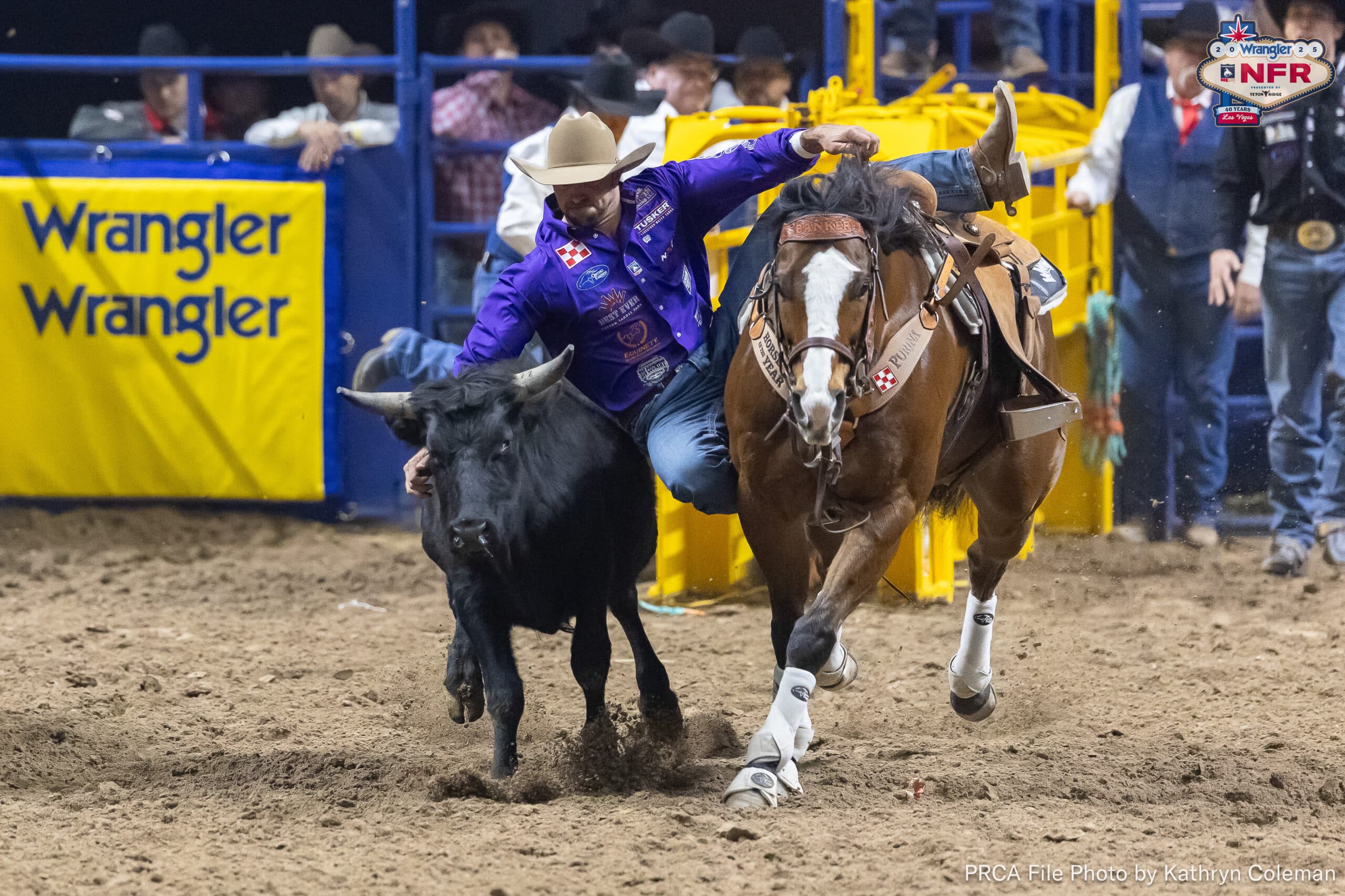 Steer wrestler in a purple shirt slides off his bay horse to reach for a steer's horns in the NFR arena
