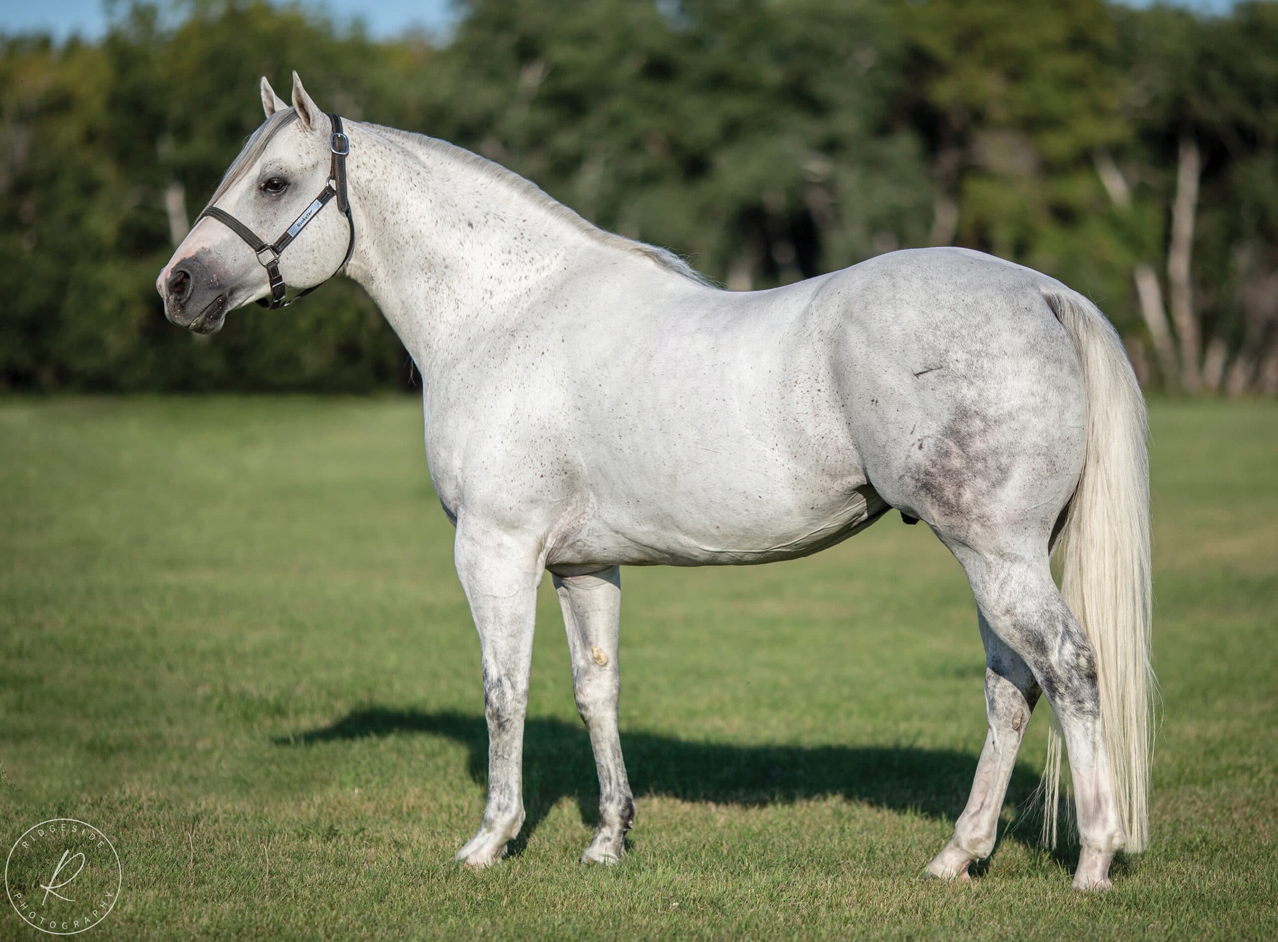 Gray horse standing in profile on grass with halter, facing left toward forested background