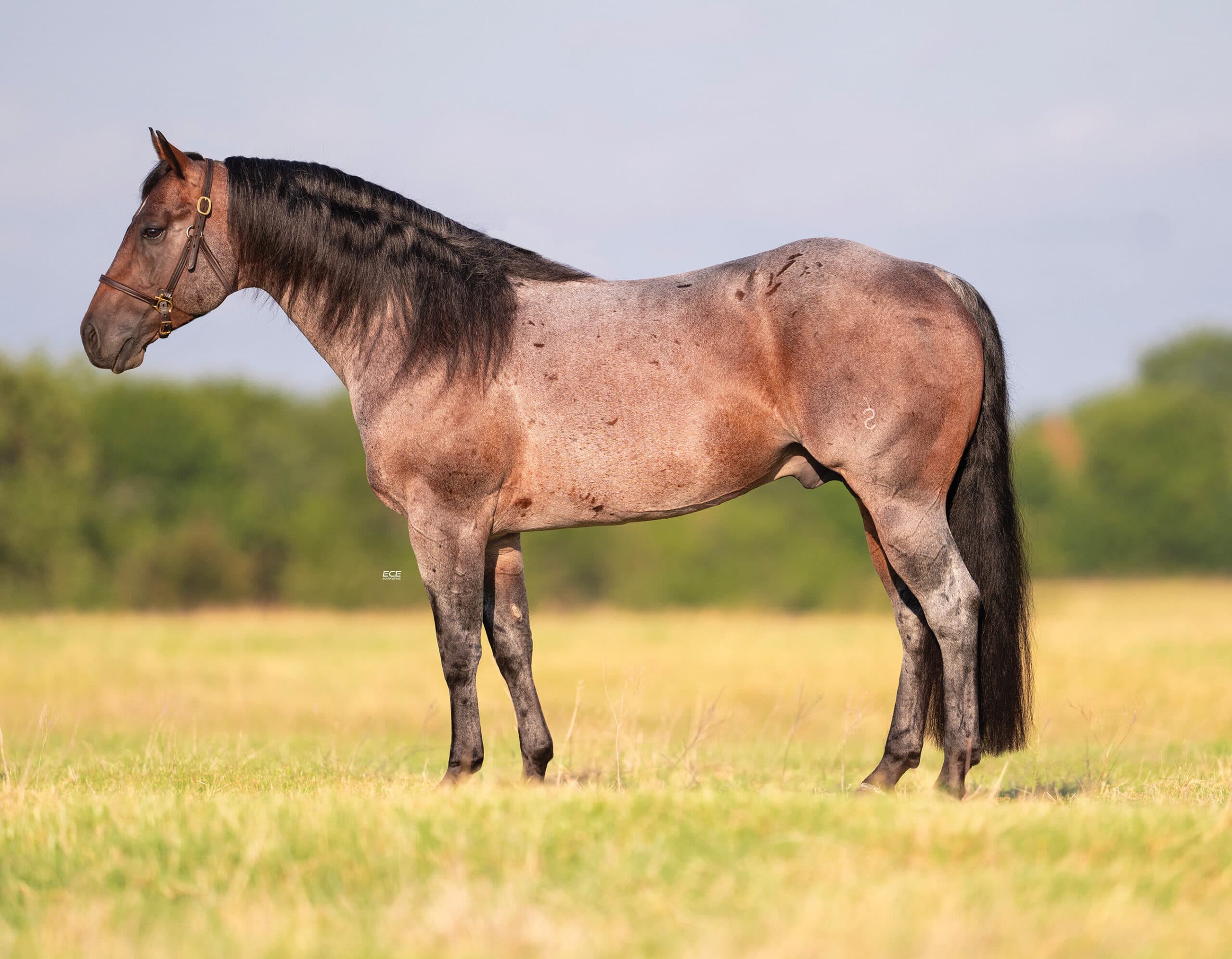 Sorrel horse with black mane and tail stands in profile in a pasture, wearing a halter and lead rope