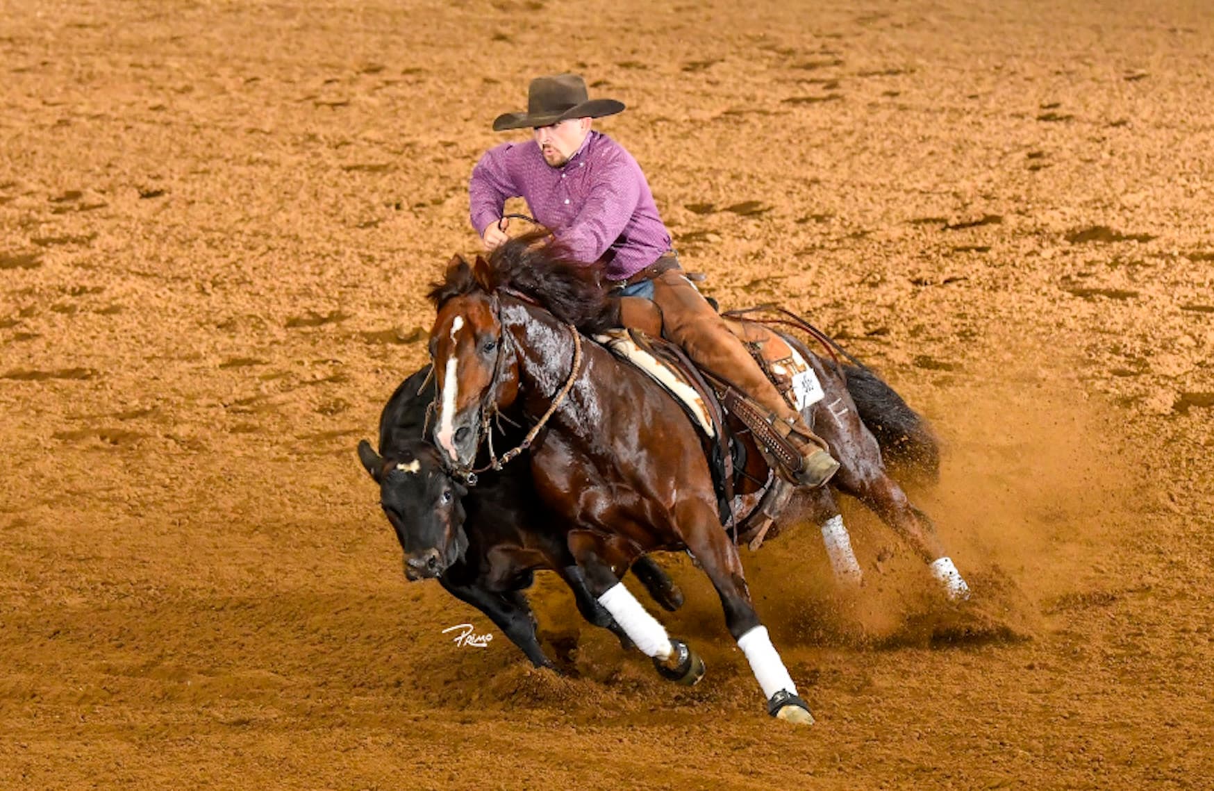 Cutting horse in purple-shirted rider's hands drops low to block a black calf, kicking up dirt in the arena