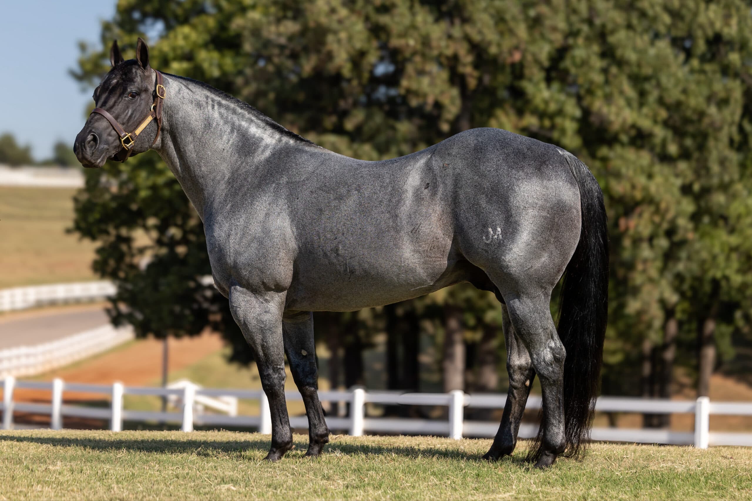 Blue roan Quarter Horse stallion standing squared in a leather halter on grass beside a white ranch fence