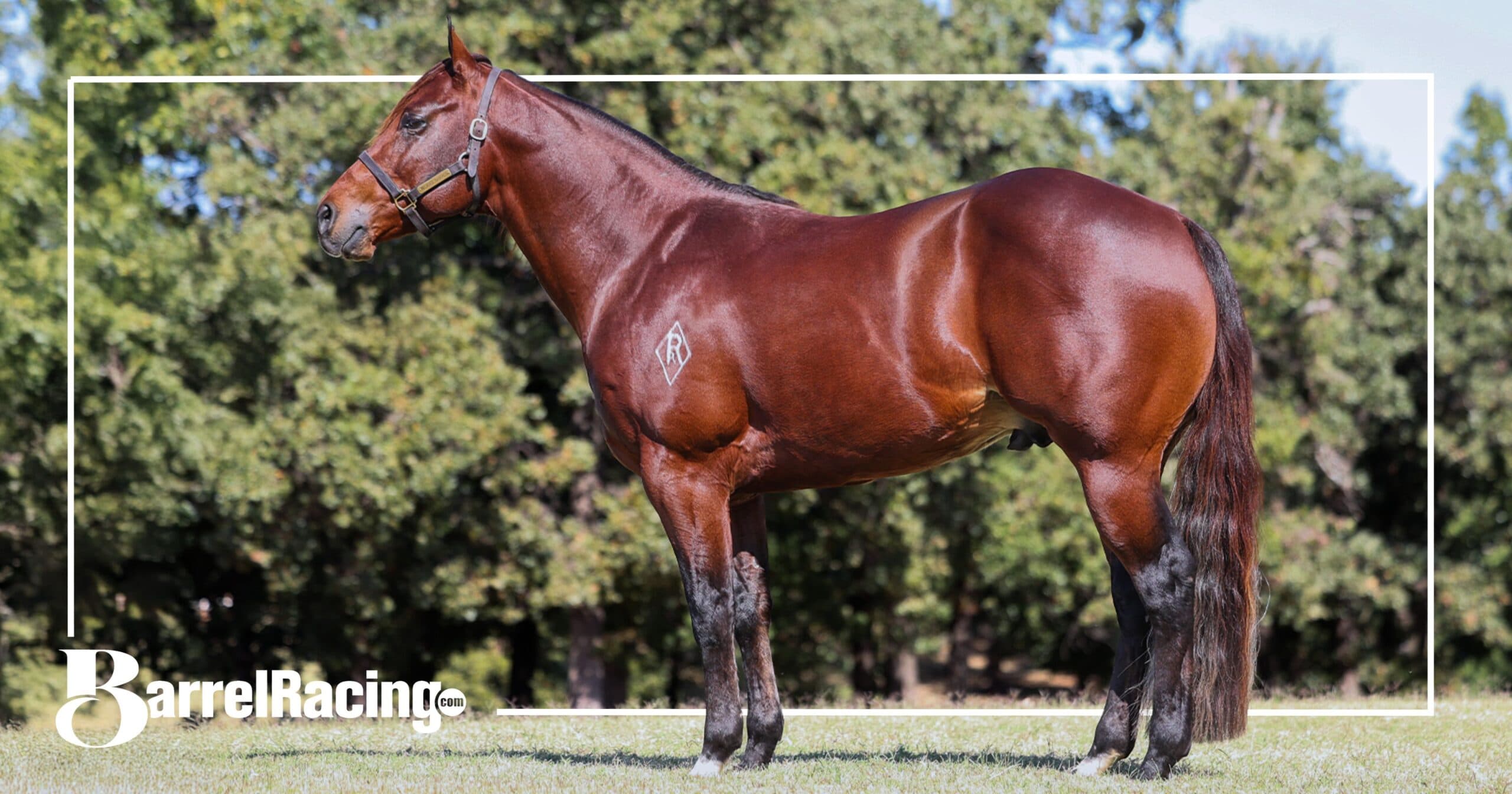 Muscular sorrel stallion with a diamond brand stands squared in a conformation pose in a grassy pasture