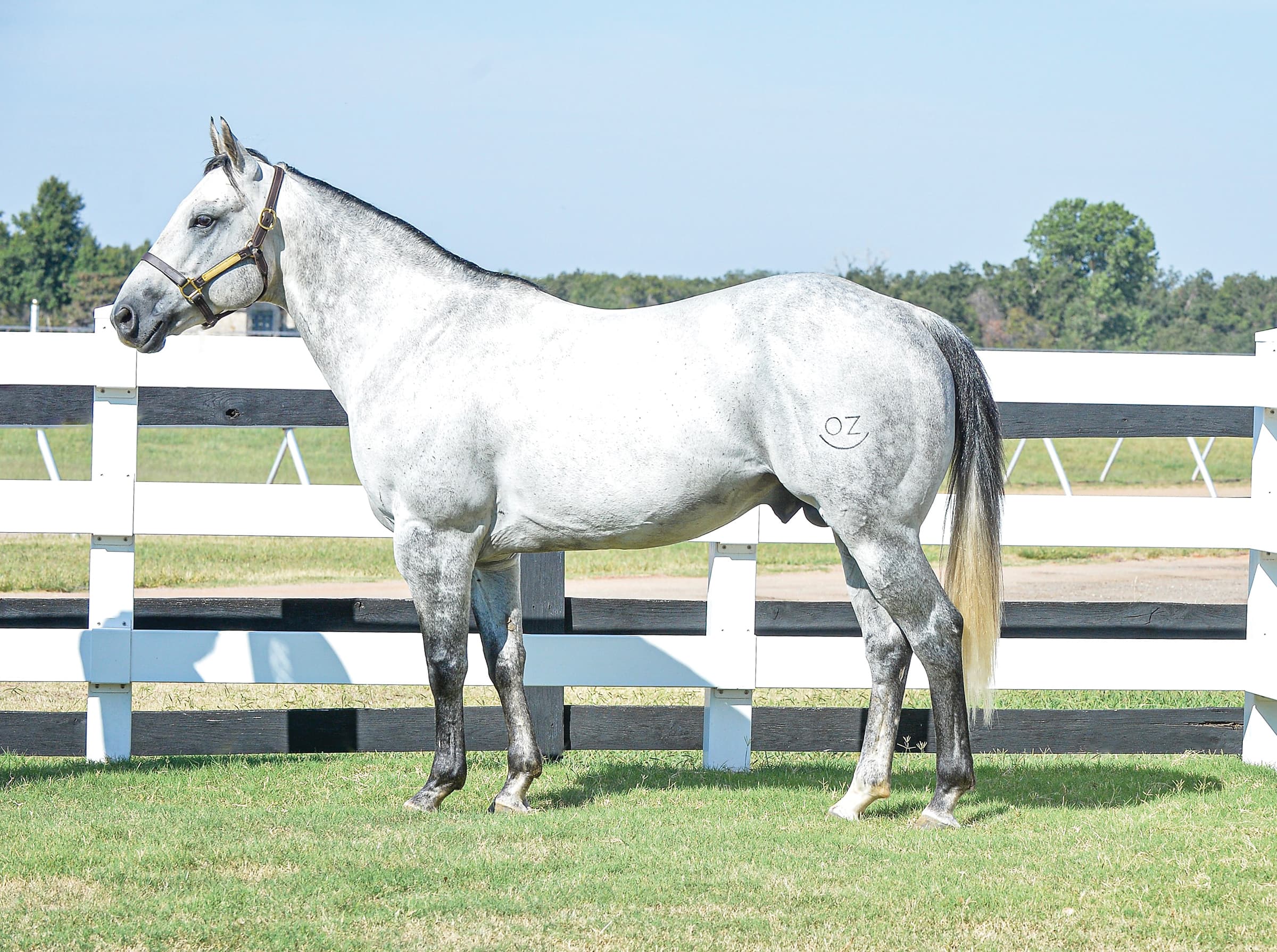 Gray horse with halter standing in profile at white rail fence, branded with "OZ" on hip
