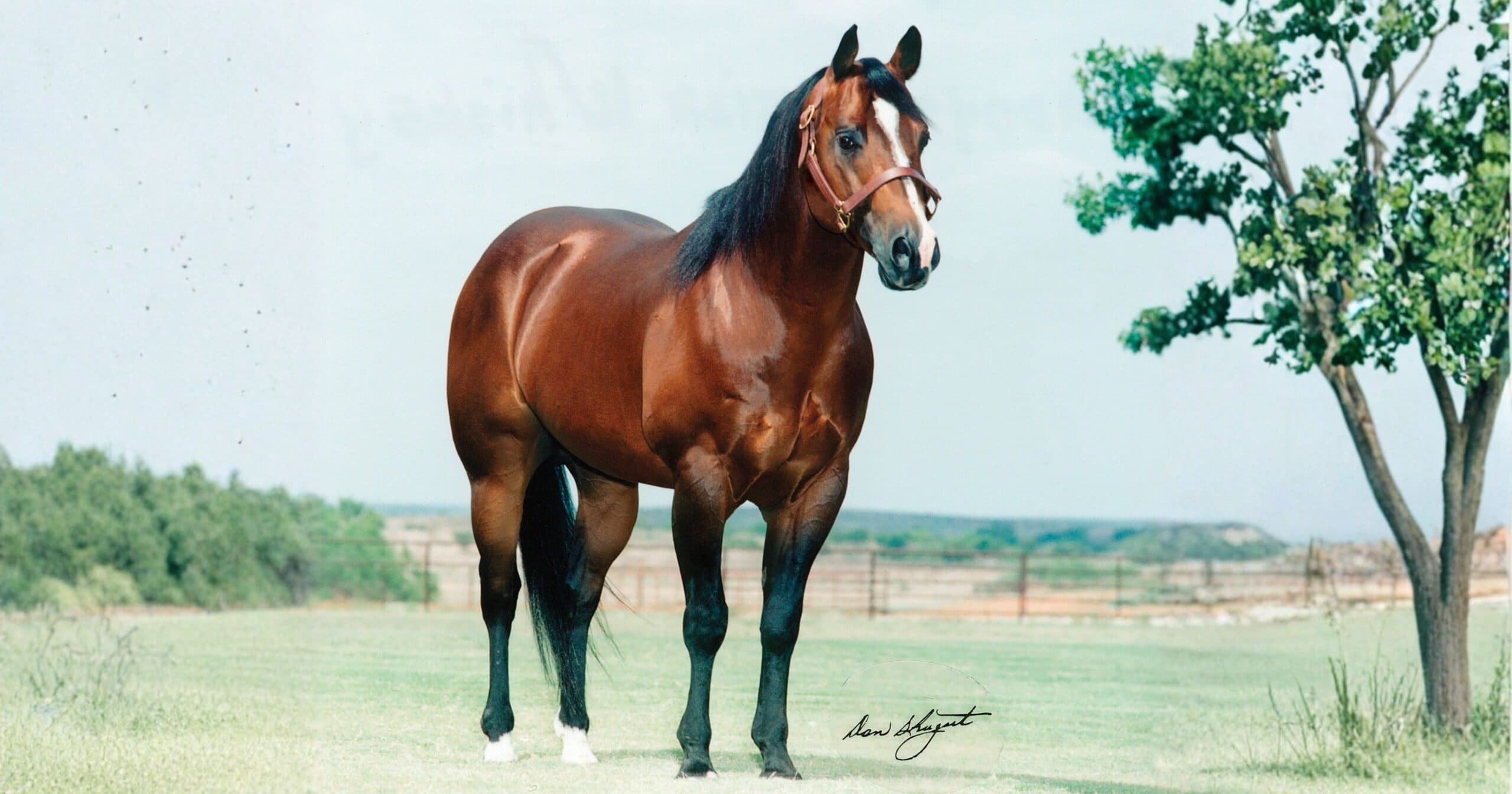 Paddys Irish Whiskey, Legendary Four Sixes Sire, Dies at 35