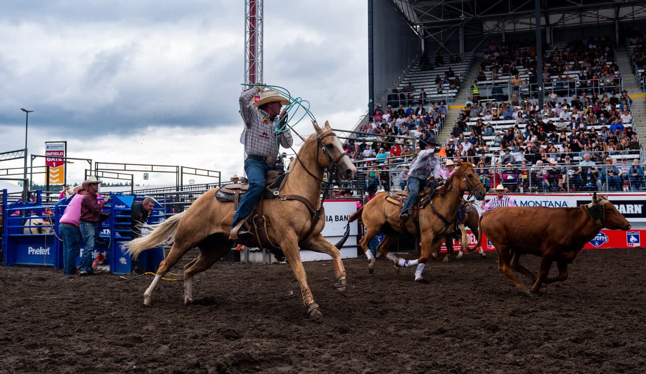 Team ropers on palomino and buckskin horses chase a steer across the muddy arena as a packed grandstand watches