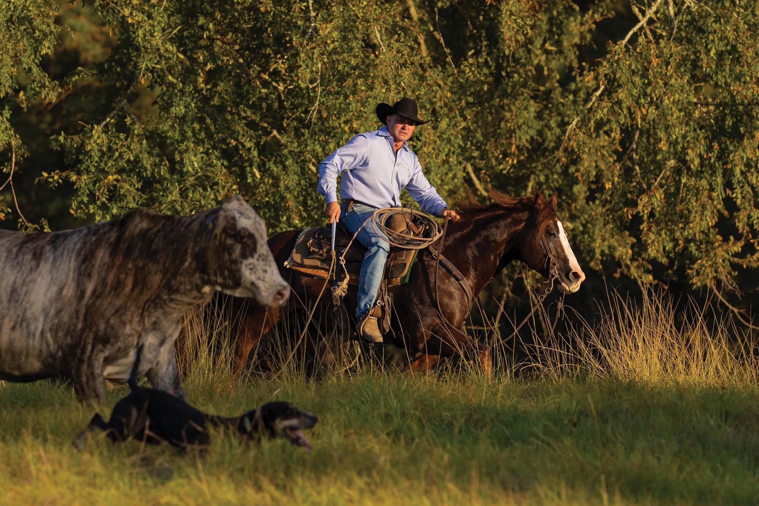 Cowboy on horseback holding a lasso while working cattle in a pasture with willow trees in the background