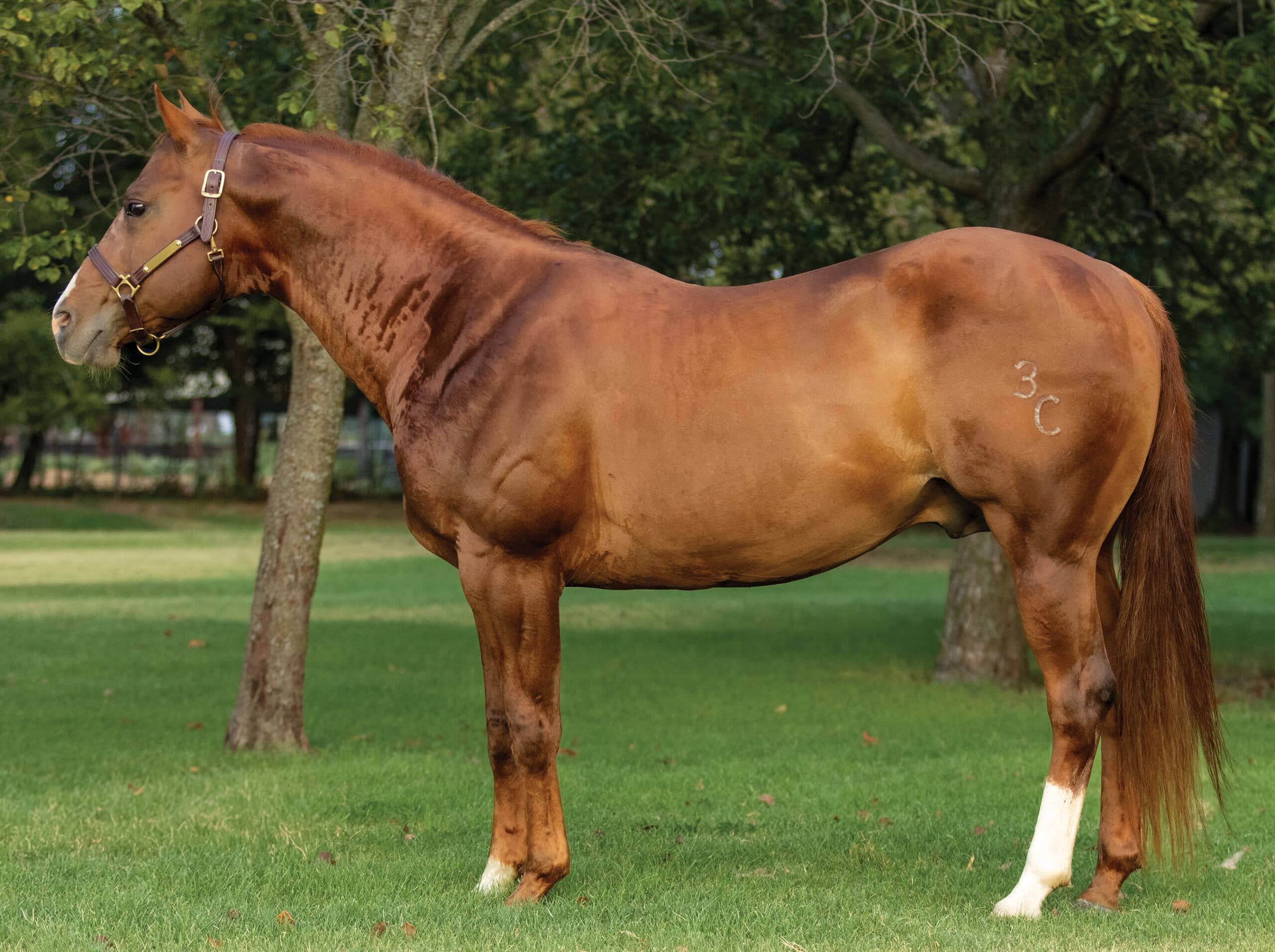 Chestnut horse standing in profile on grass with halter and lead rope, branded with "3C" on hip