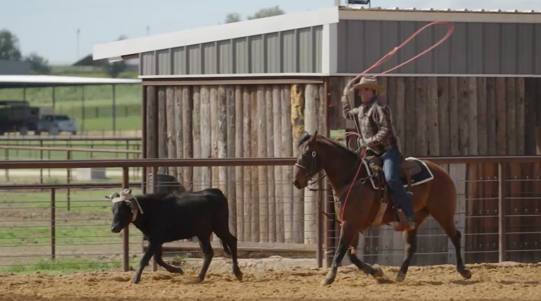 Roper on horseback swings lasso at black steer during practice session in sandy arena with metal corrals