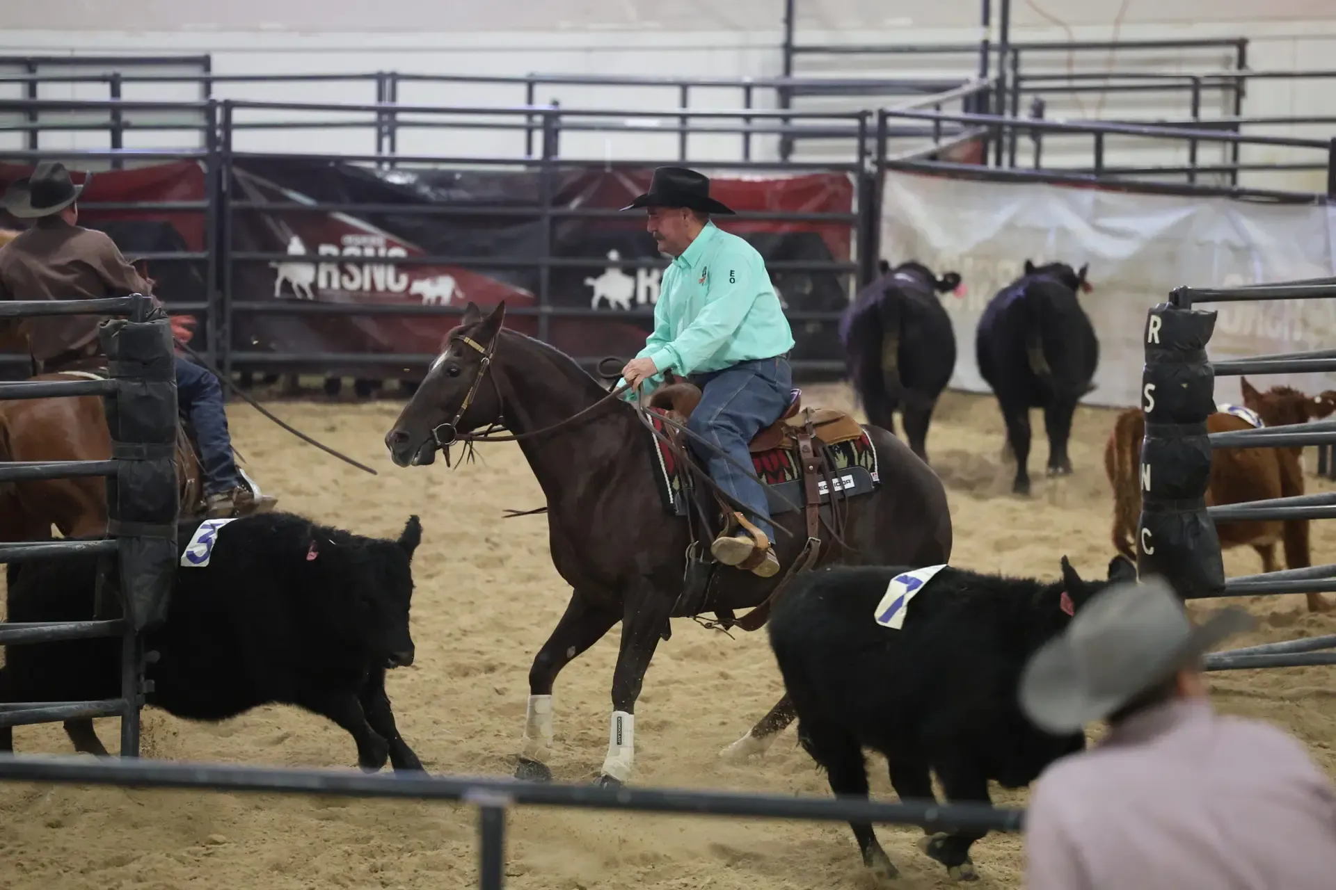 Cowboy on dark horse in turquoise shirt and black hat works cattle during a rodeo event in an indoor arena