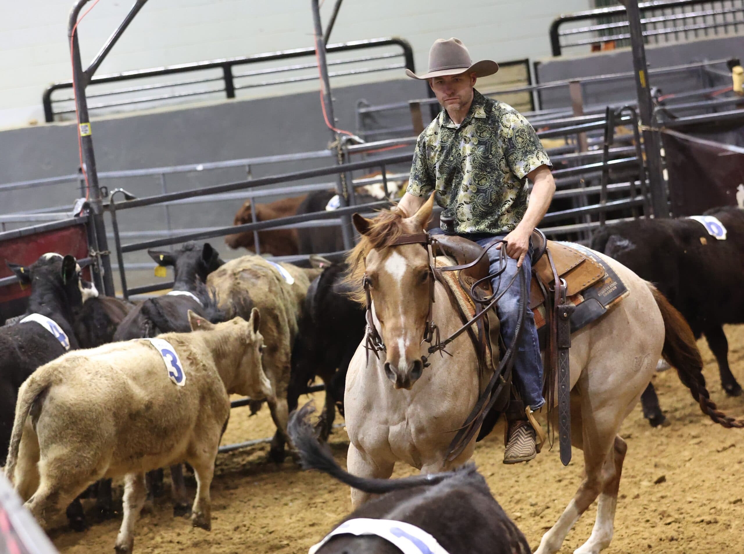 Cowboy in a paisley shirt and cowboy hat rides a dun horse through numbered cattle during an indoor ranch sorting run