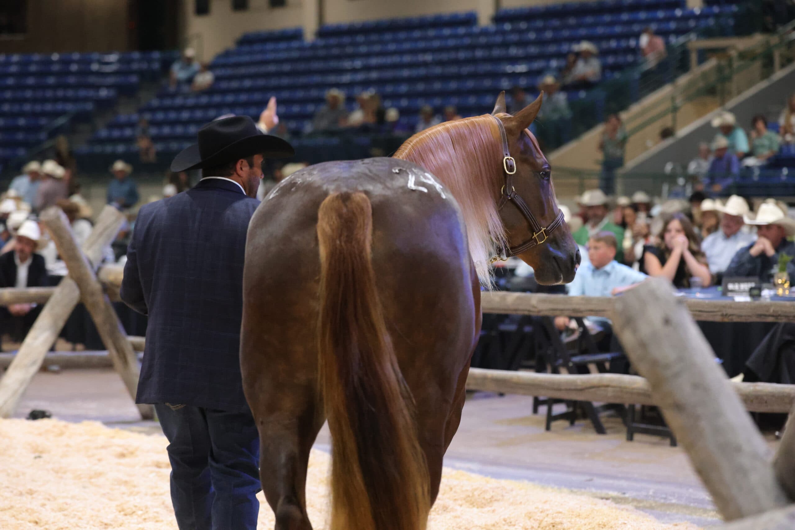 Handler in a black cowboy hat and suit leads a sorrel horse with a flaxen mane past ringside spectators at an indoor sale arena