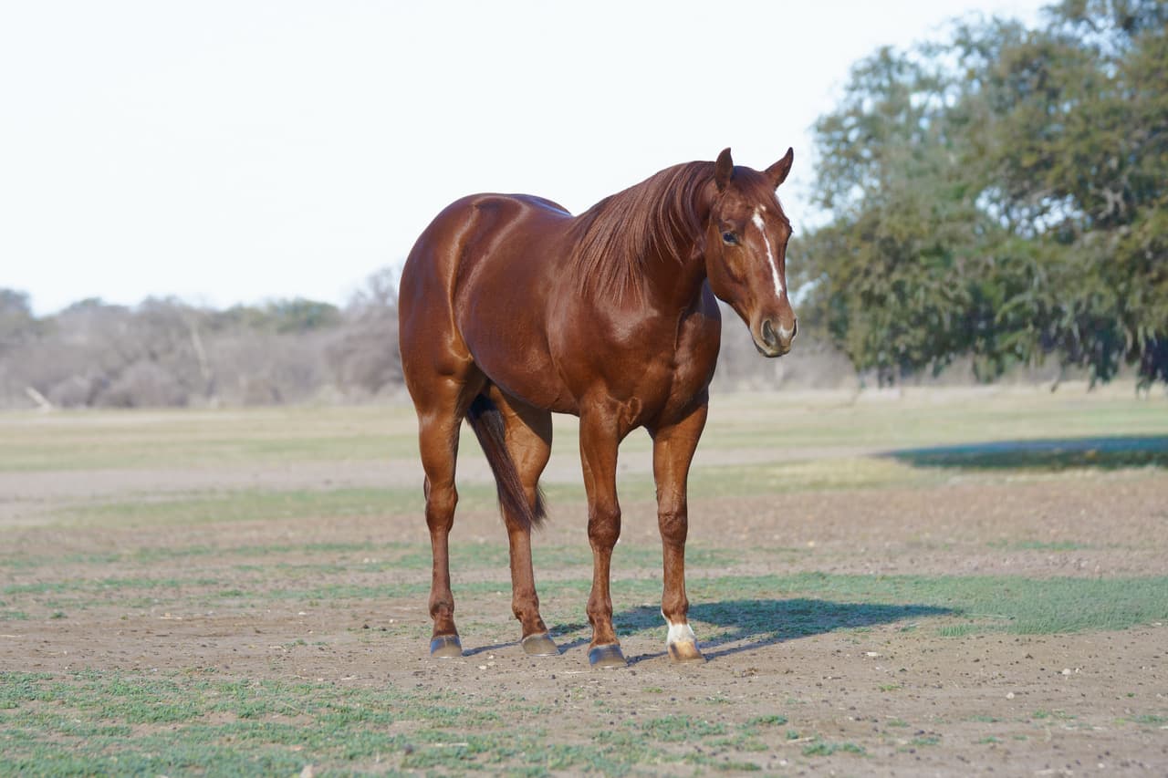 Chestnut horse standing in an arena, facing left with ears forward and alert posture