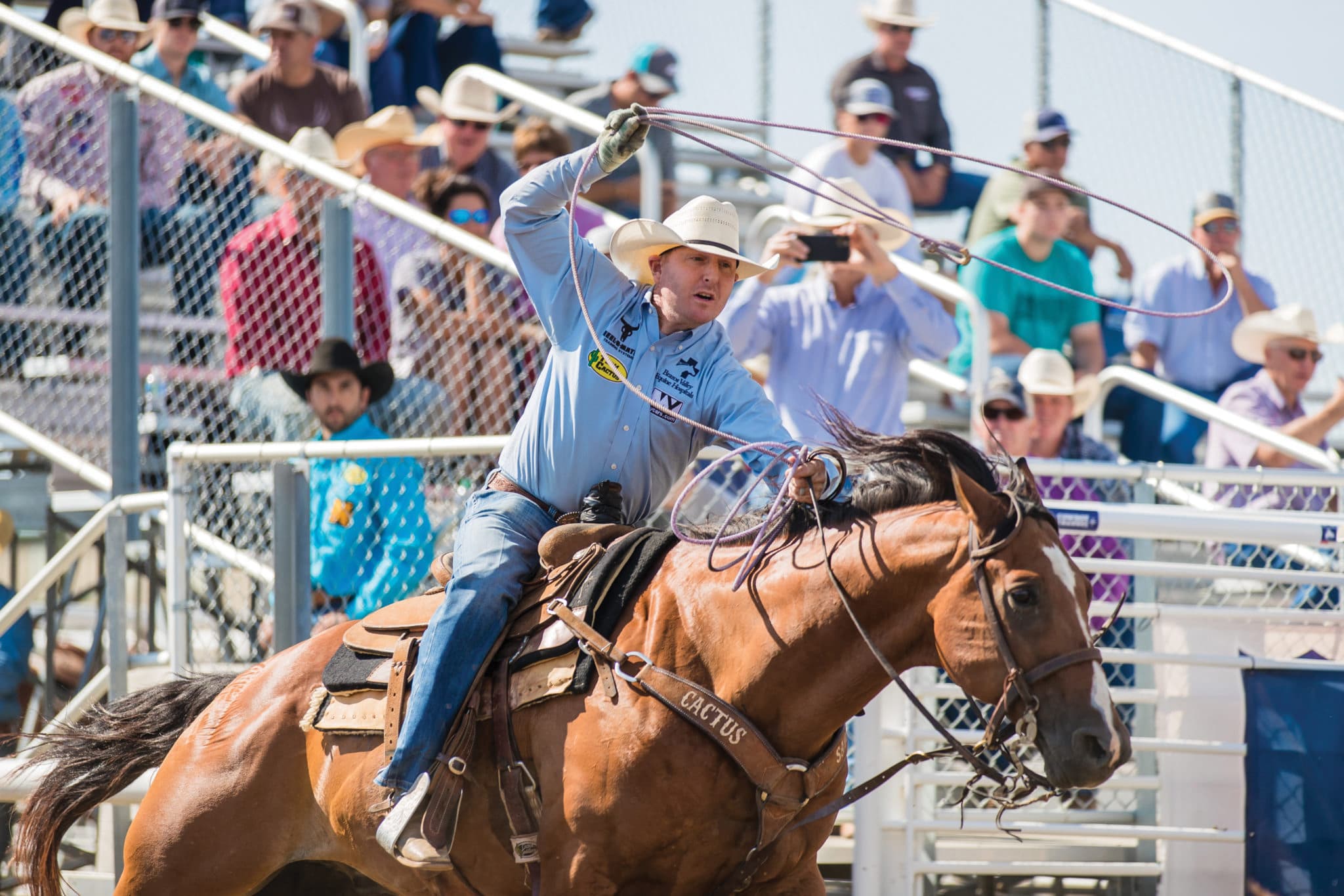Cowboy in a blue shirt and straw hat swings his loop overhead as his bay horse runs past crowded rodeo bleachers