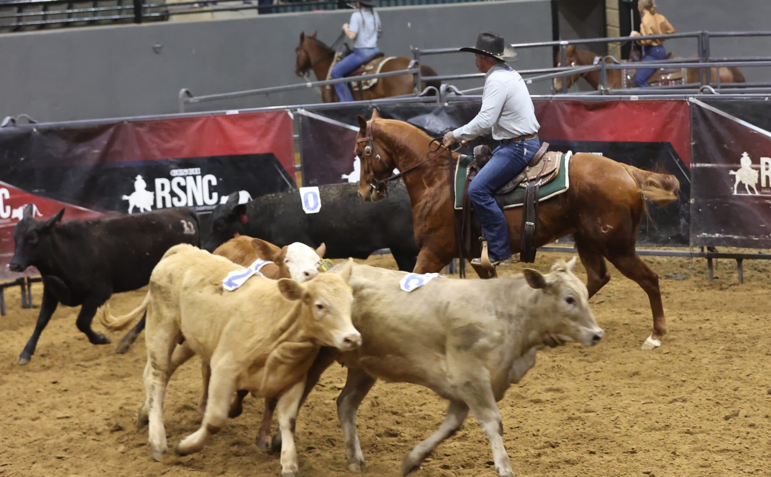 Cowboy on a sorrel horse works numbered cattle in an arena during an RSNC ranch sorting competition