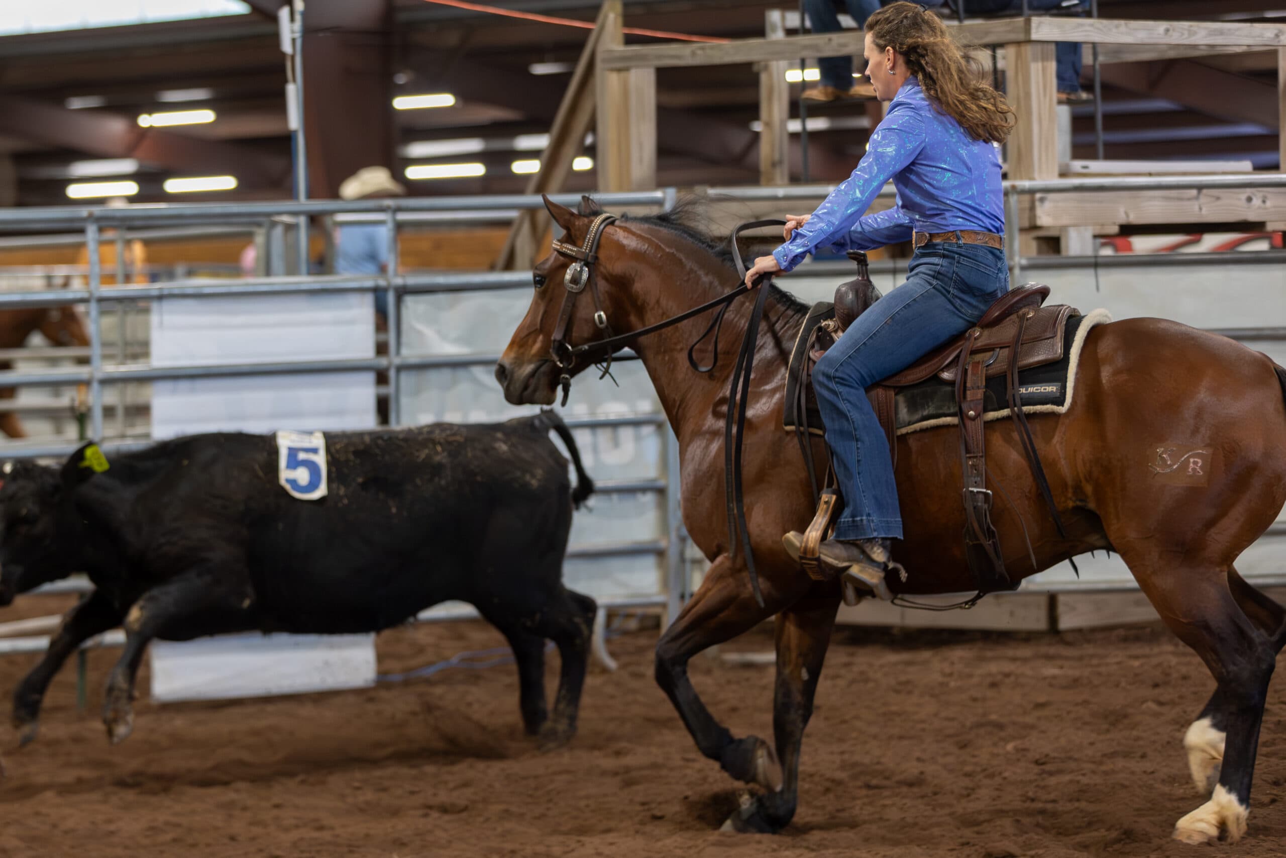 Rider in a blue shirt works a bay horse tracking a black steer marked with number 5 in an indoor arena