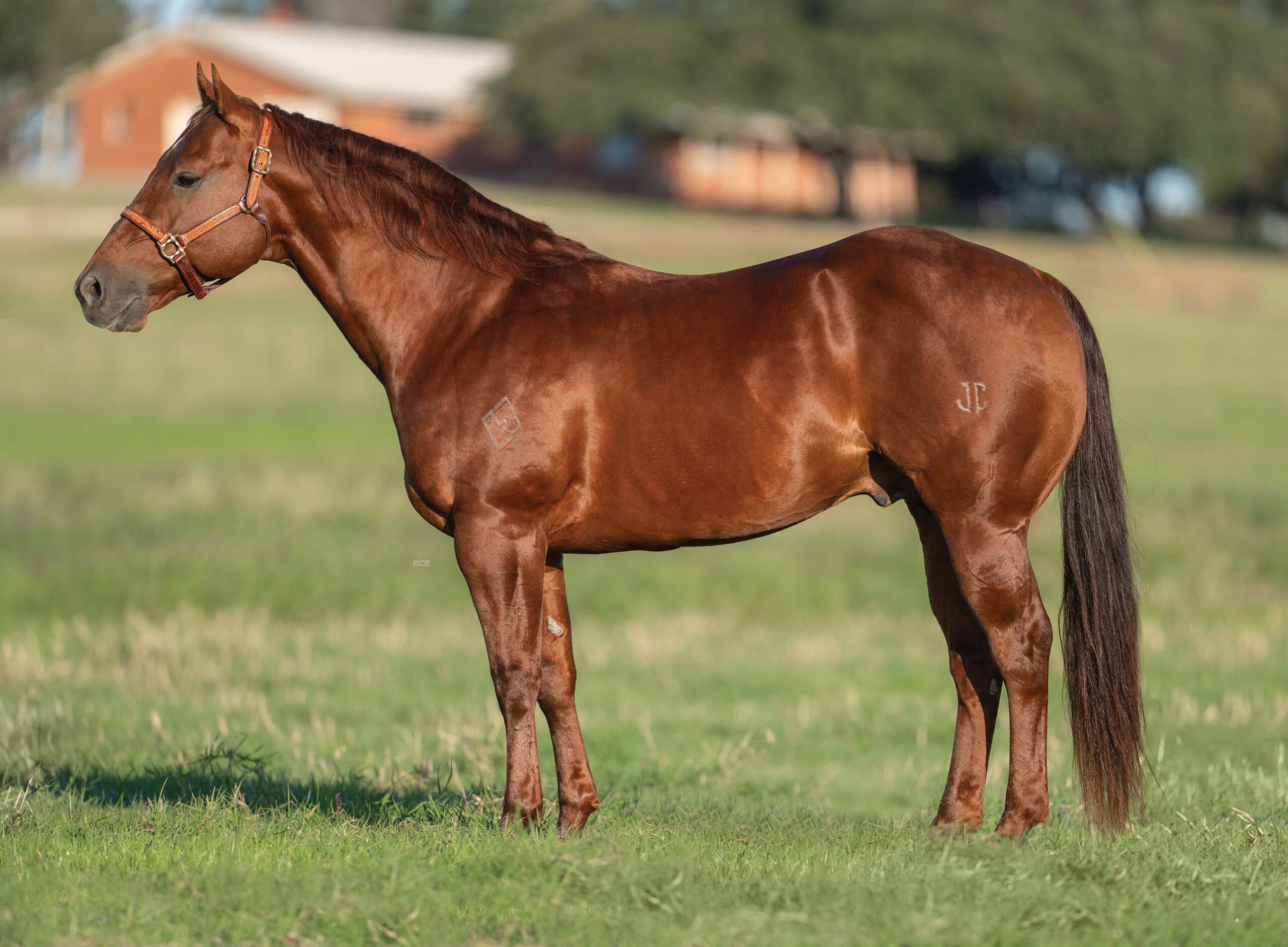 Sorrel Quarter Horse stallion in a leather halter standing squared in a grassy pasture, showing hip and shoulder brands