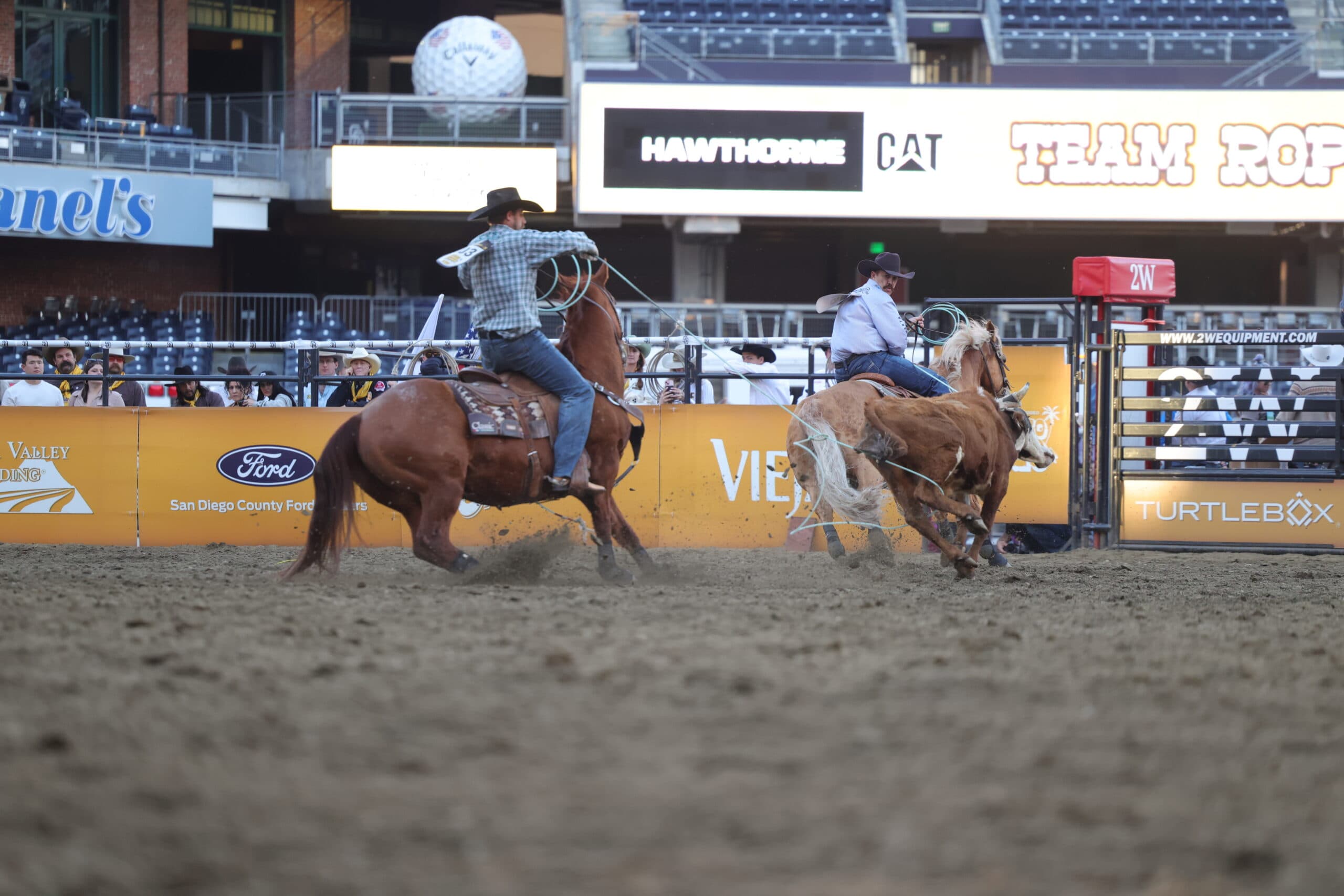 Team roping header on a sorrel horse turns a steer as his heeler on a palomino throws his loop in a stadium arena