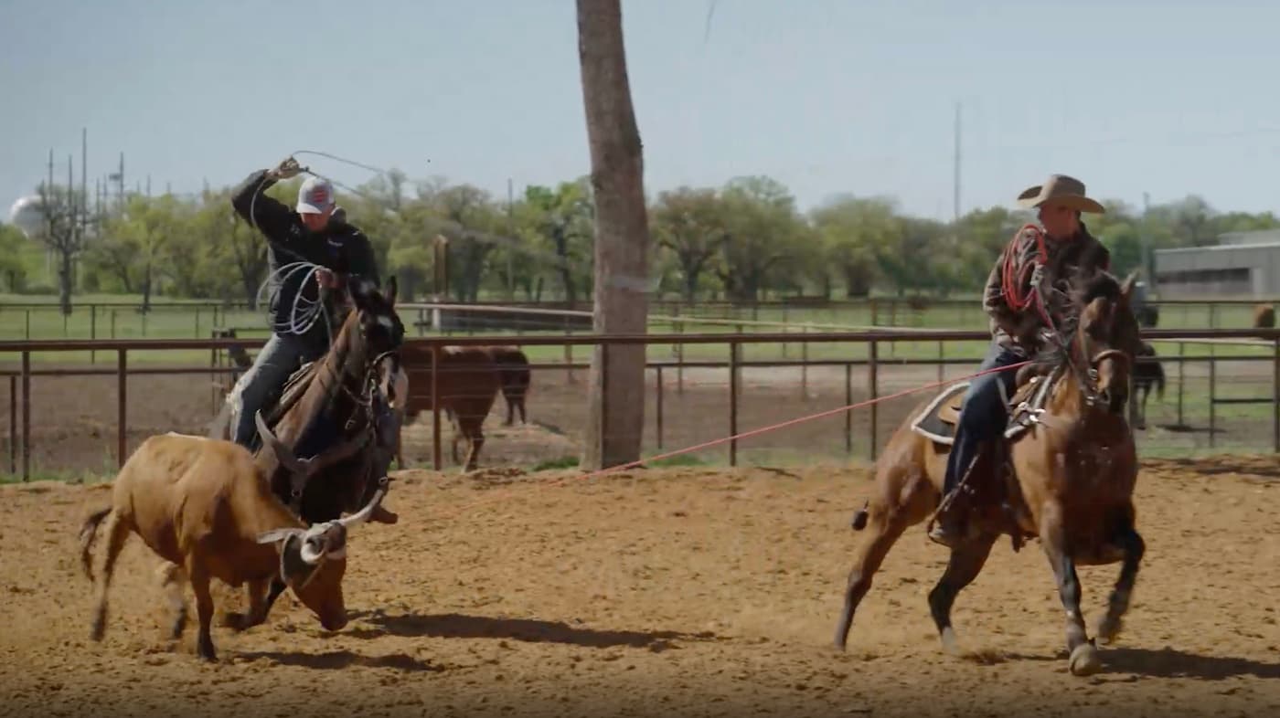 Two ropers on horseback compete in a team roping event in a dirt arena, with cattle visible in the background