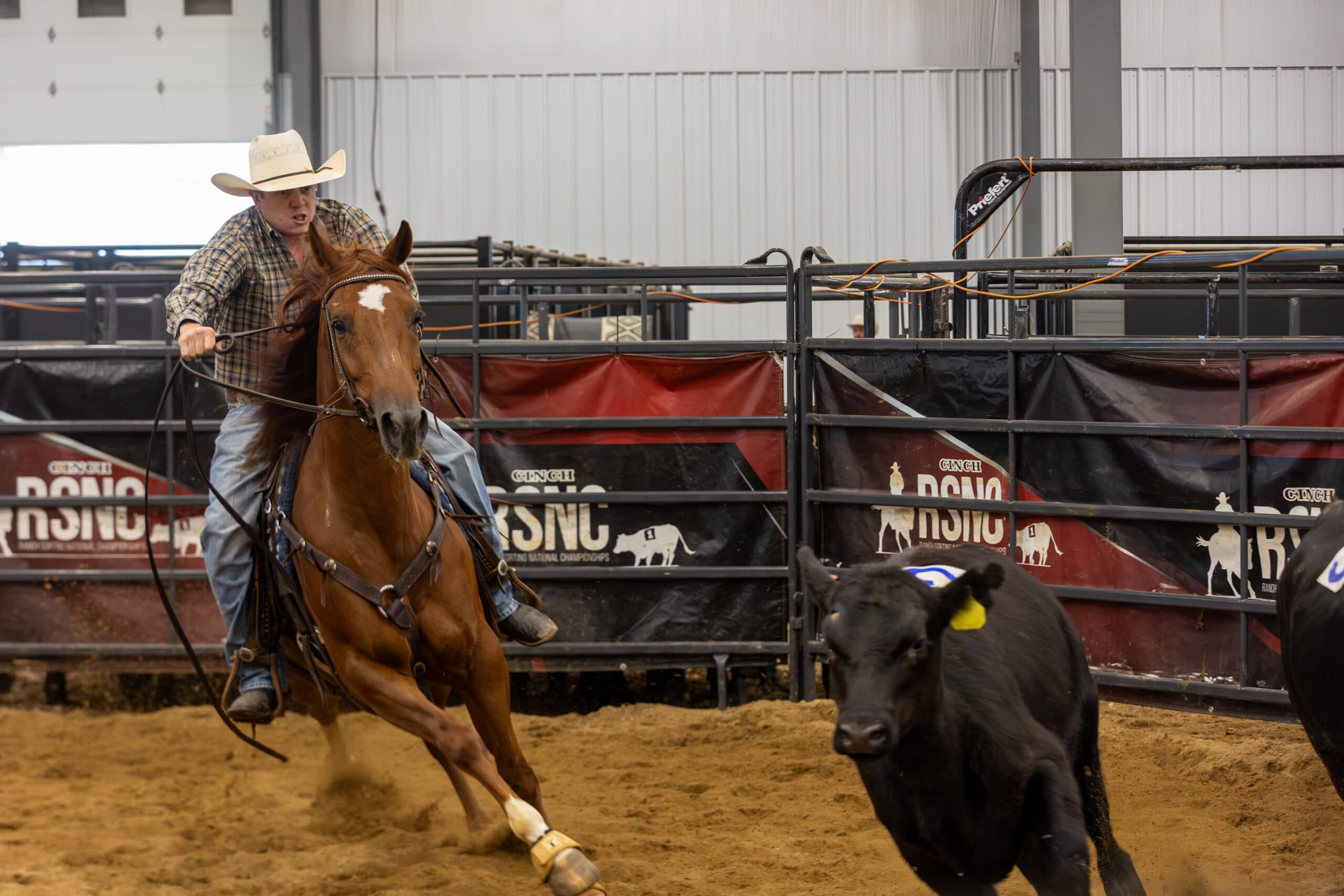 Cowboy in a straw hat turns his sorrel horse hard to cut a black calf during a ranch sorting run at an RSNC event
