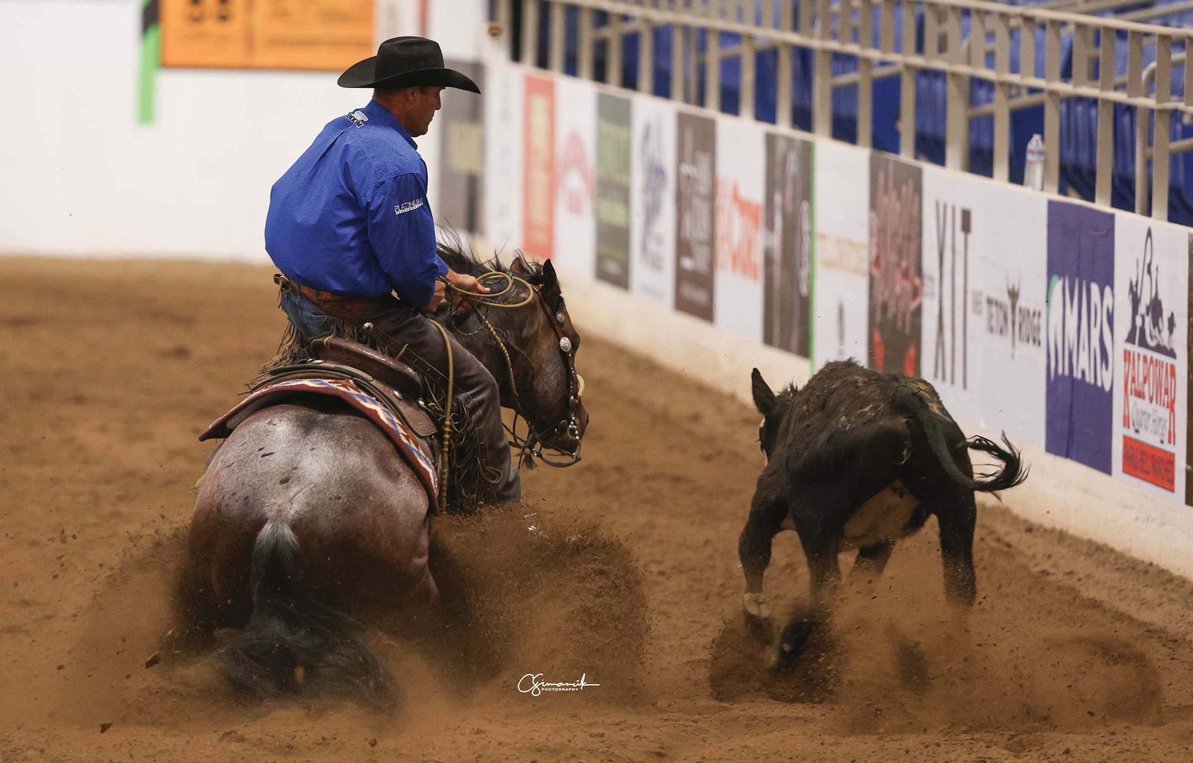 Cowboy on horseback in blue shirt and black hat working a black steer in indoor arena during rodeo competition