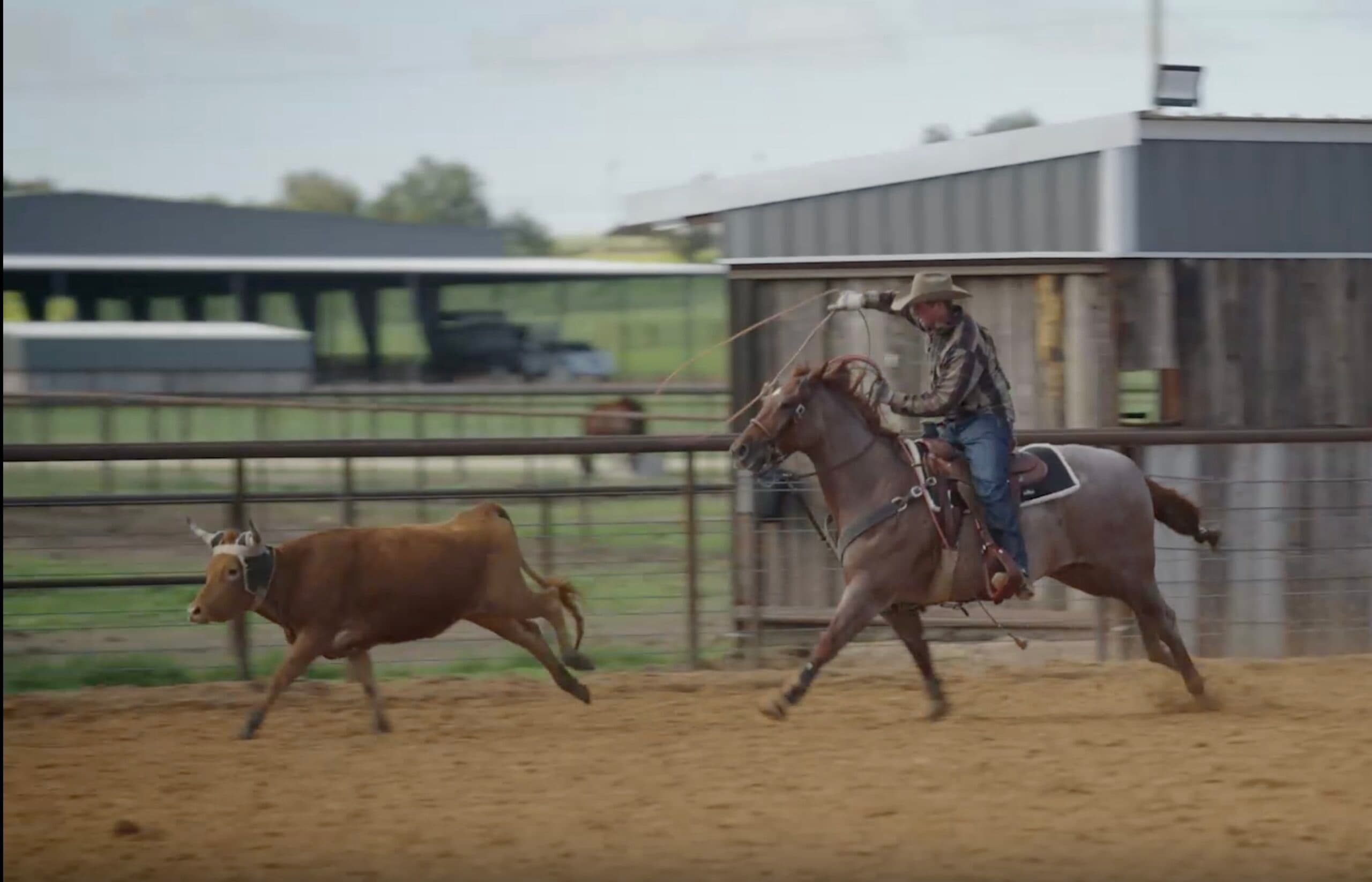 Cowboy on horseback chasing a brown calf during a roping event in a sand arena with metal ranch buildings in the background