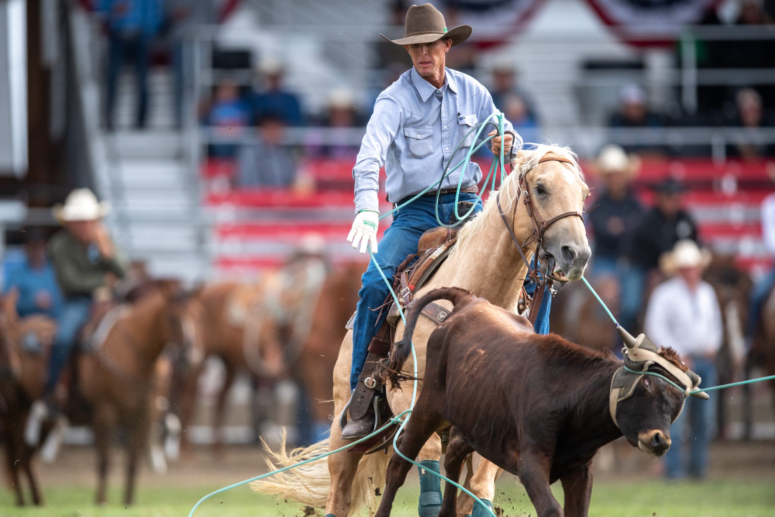 Roper on tan horse swings lasso toward dark steer during rodeo competition in arena with spectators