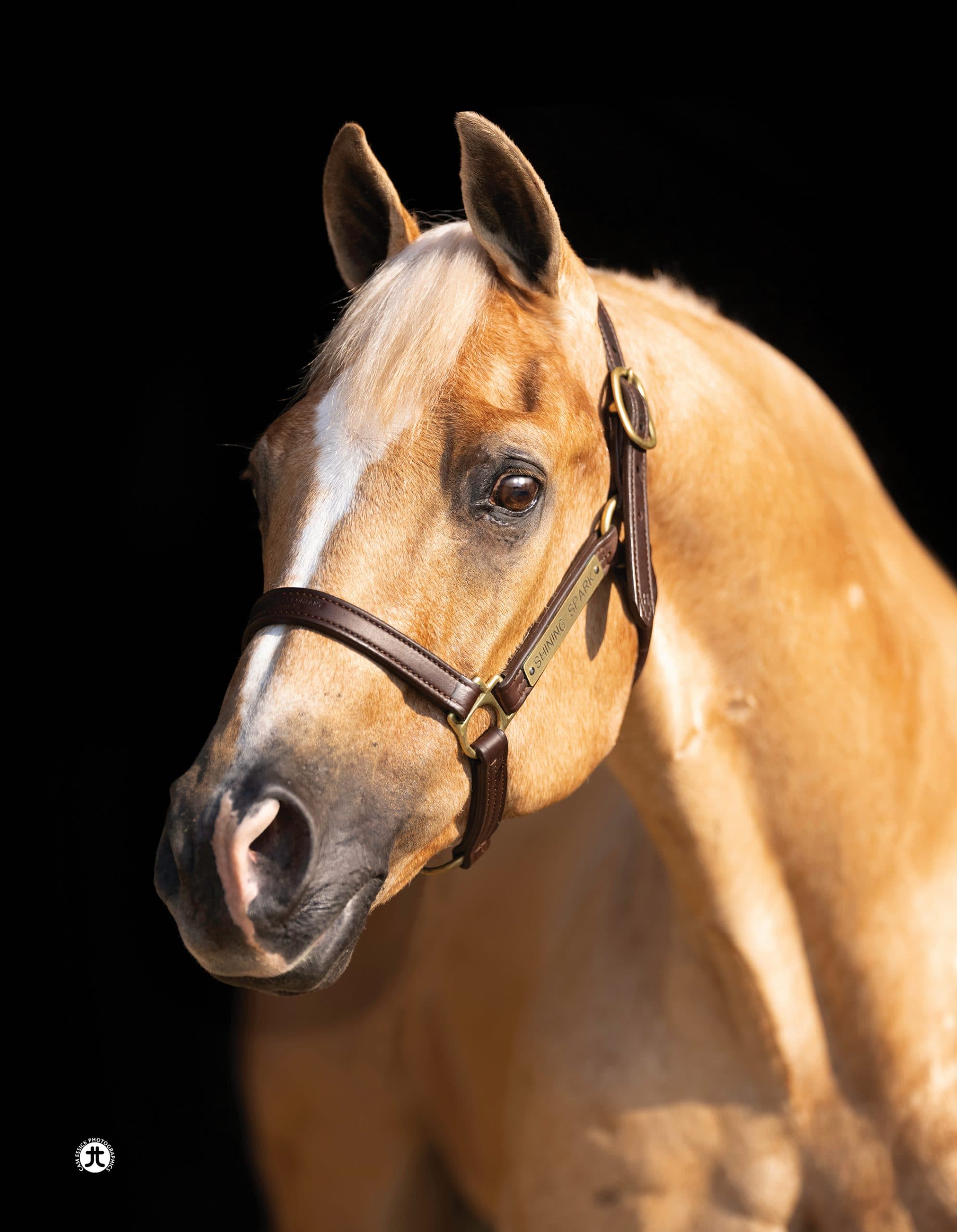 Palomino stallion in a leather halter with a "Shining Spark" nameplate poses against a black backdrop