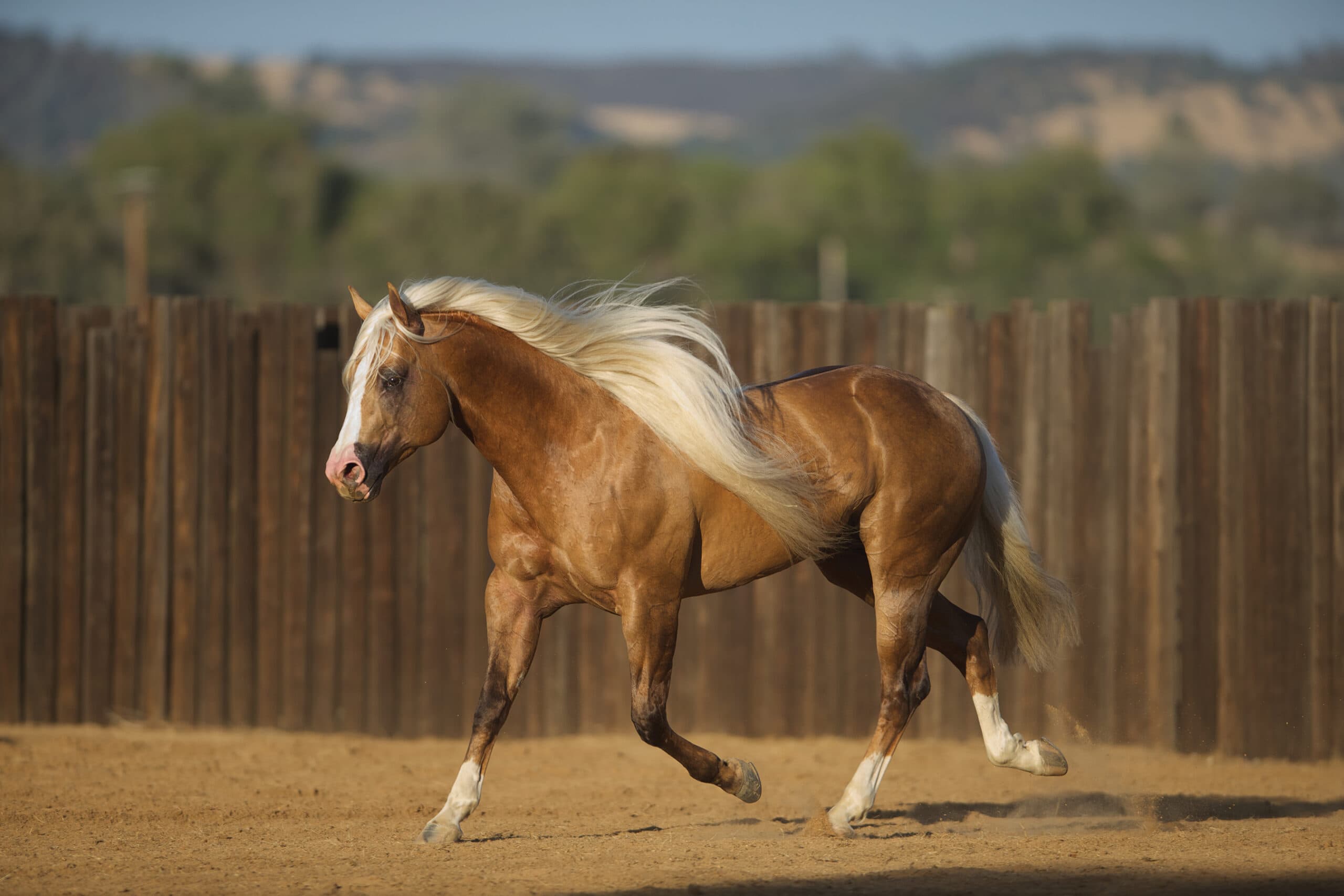Palomino horse with flaxen mane and tail trotting in an arena with wooden fence and hillside background