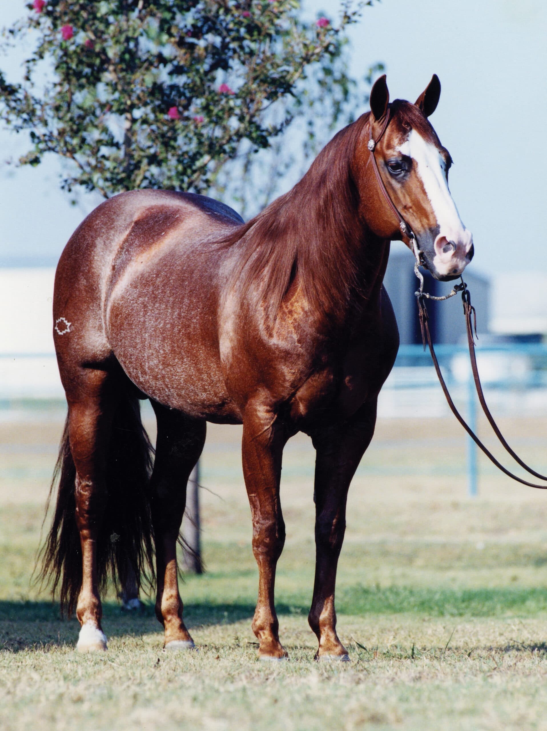 Red roan Quarter Horse stallion with a blaze stands squared in a show halter with lead rope draped on the grass