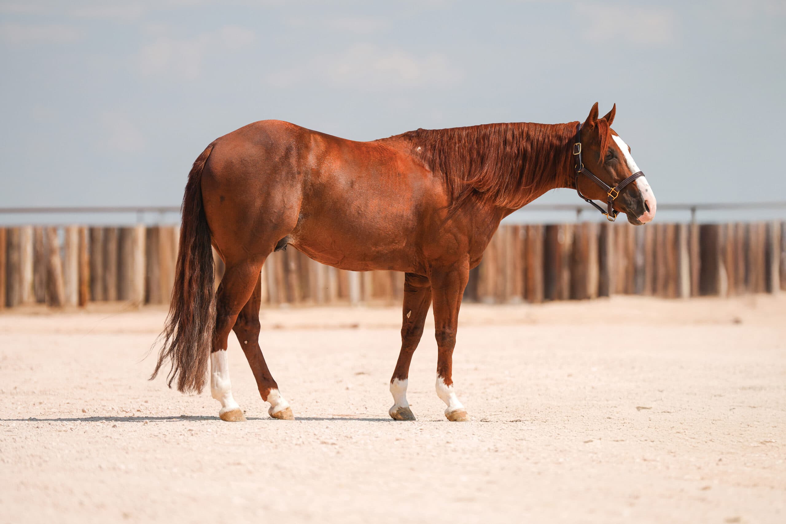 Chestnut horse with white blazing standing in square stance on sand arena with wooden fence in background